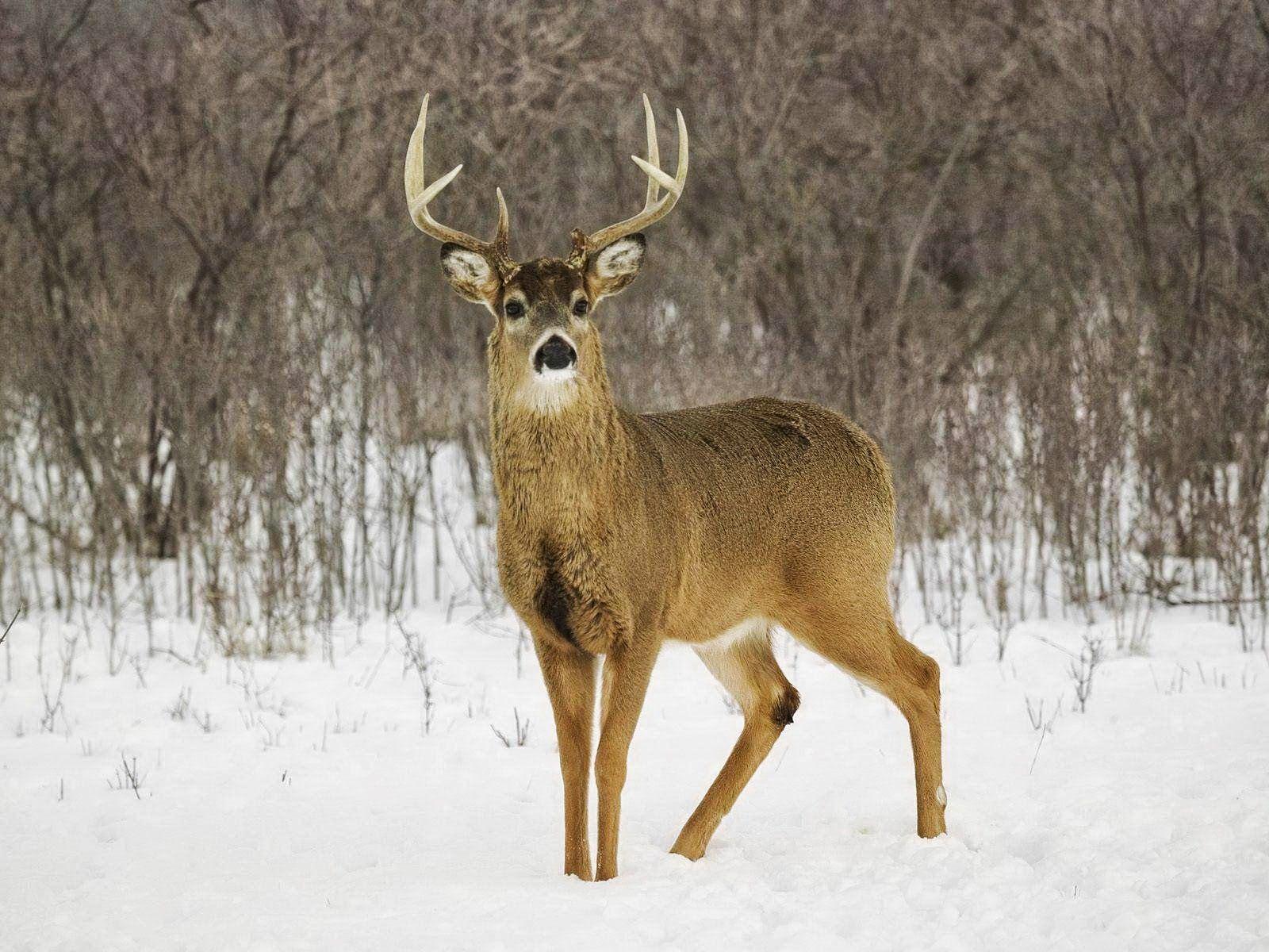 1600x1200 Deer Wallpaper. Deer Wallpaper And Picture Items Page