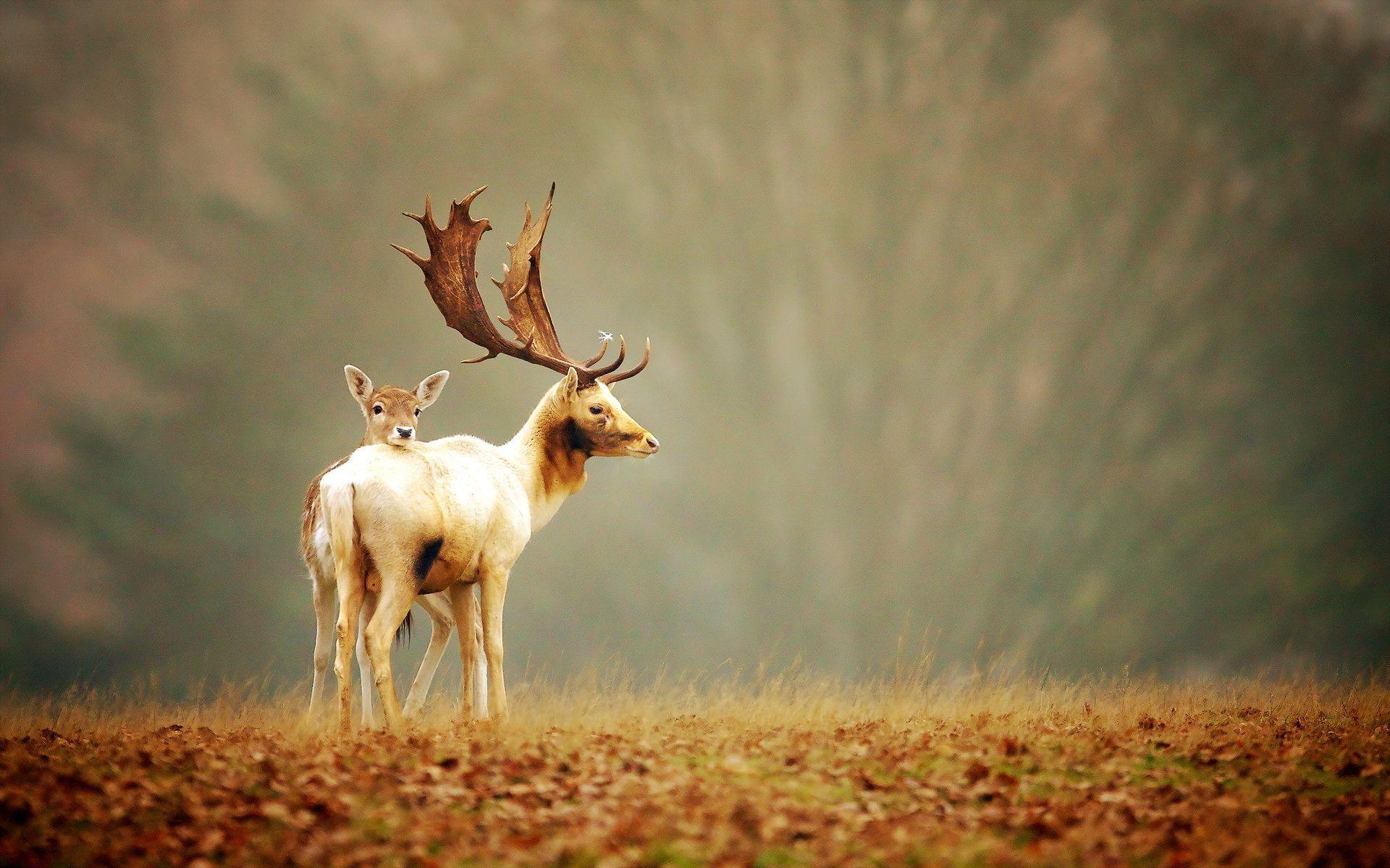 1920x1200 Wall.Cookdiary.net of Deer Wallpaper HD for Android