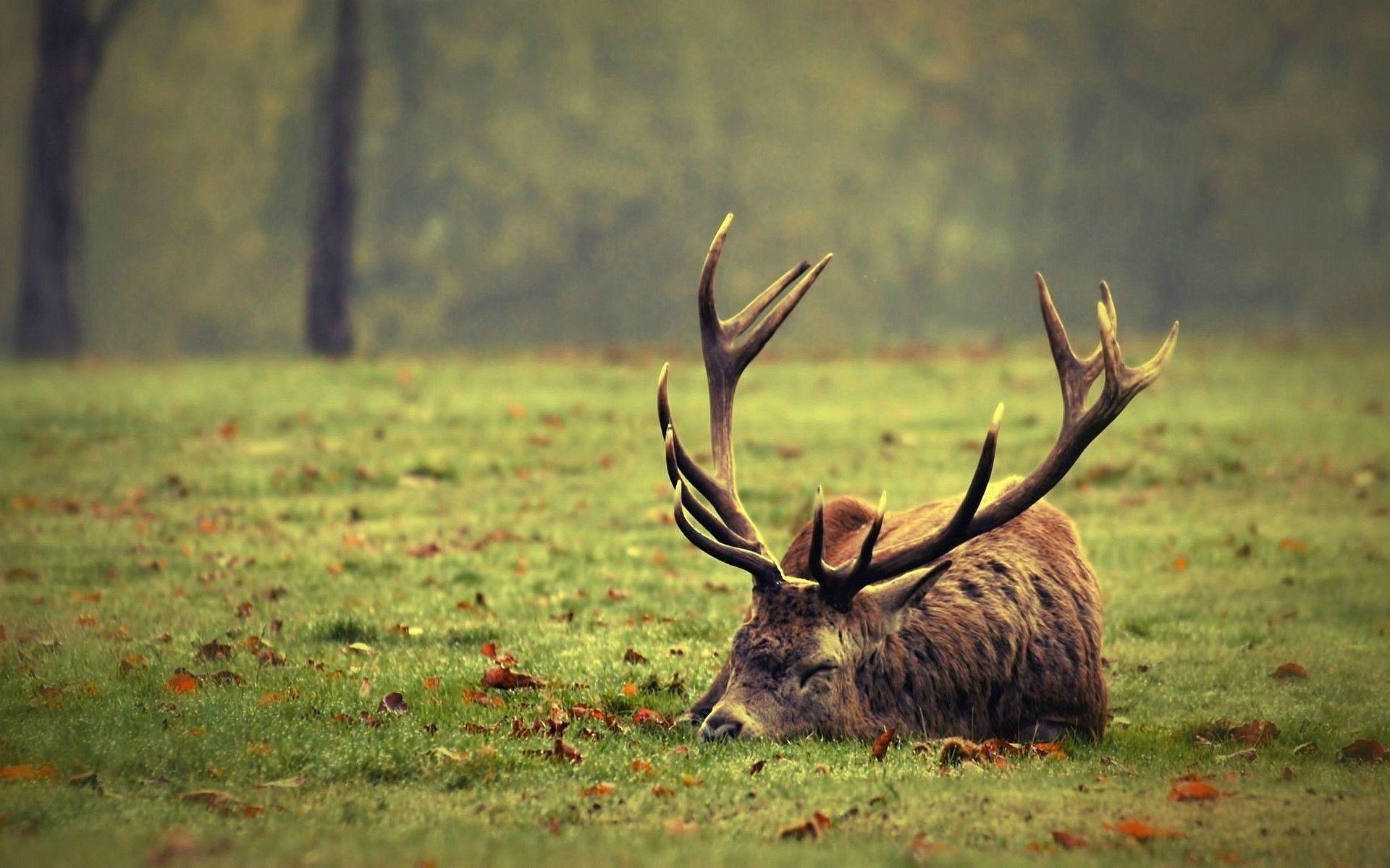 1920x1200 Deer Wallpaper