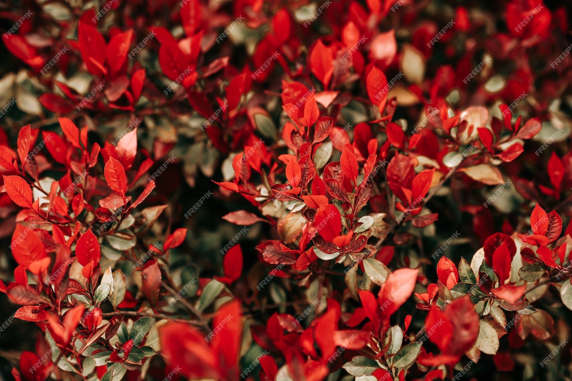 2000x1333 Premium Photo. Autumn red leaves