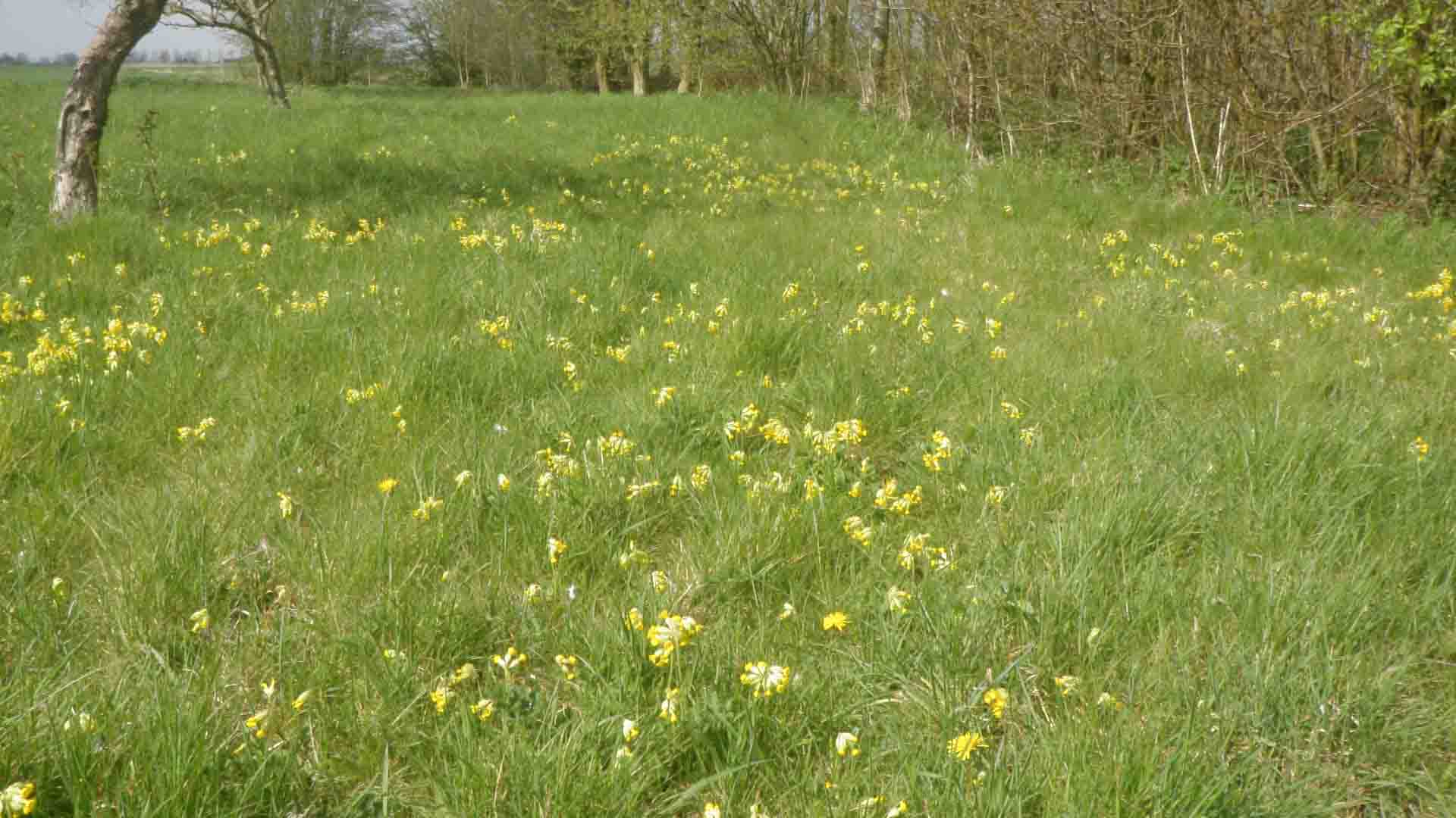 1920x1080 Late Spring Flowers. Francis Pryor