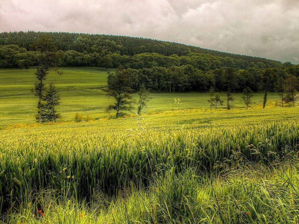 1024x768 Late spring wheat field