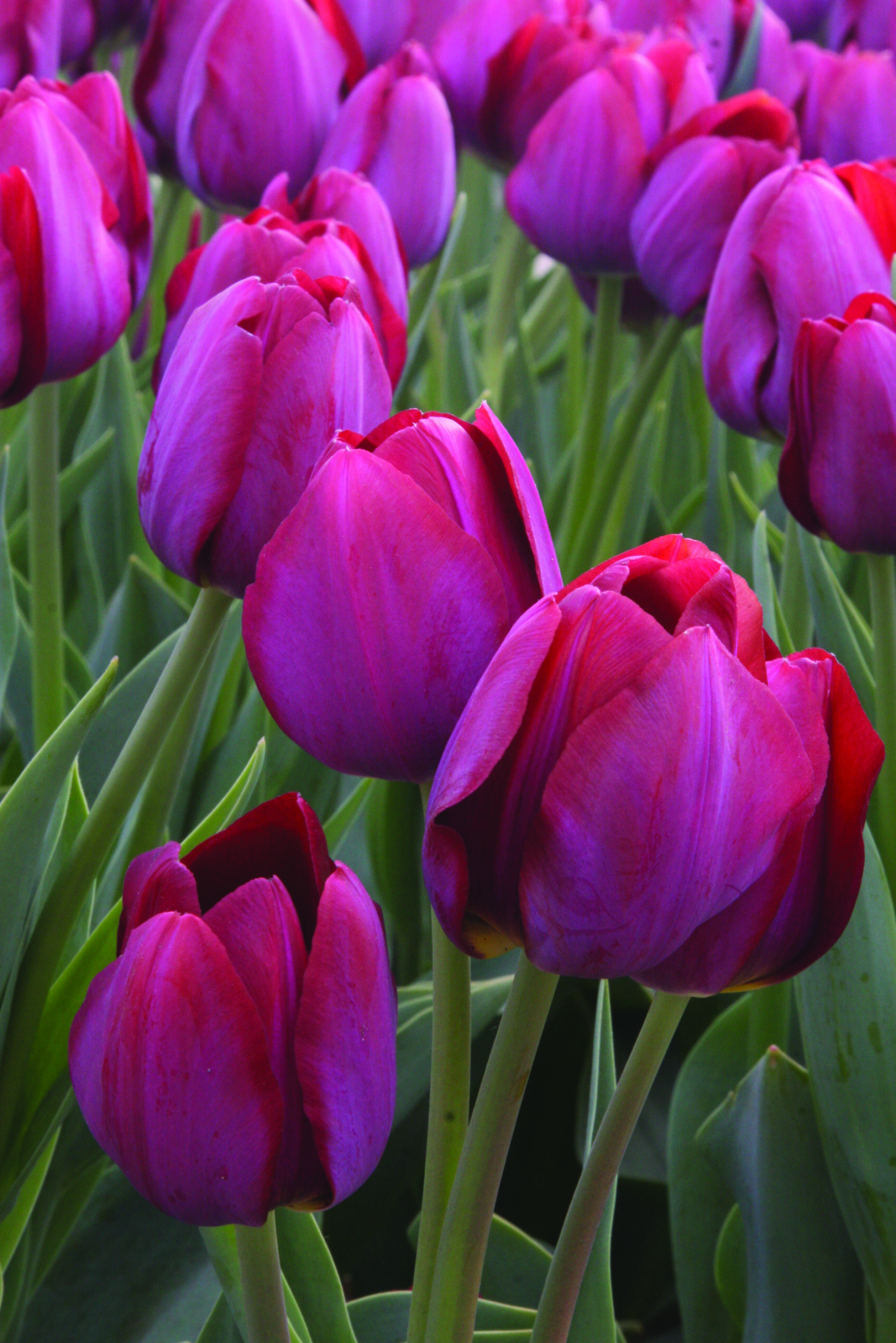 1709x2560 Tulipa Paz & Becky's Bulbs