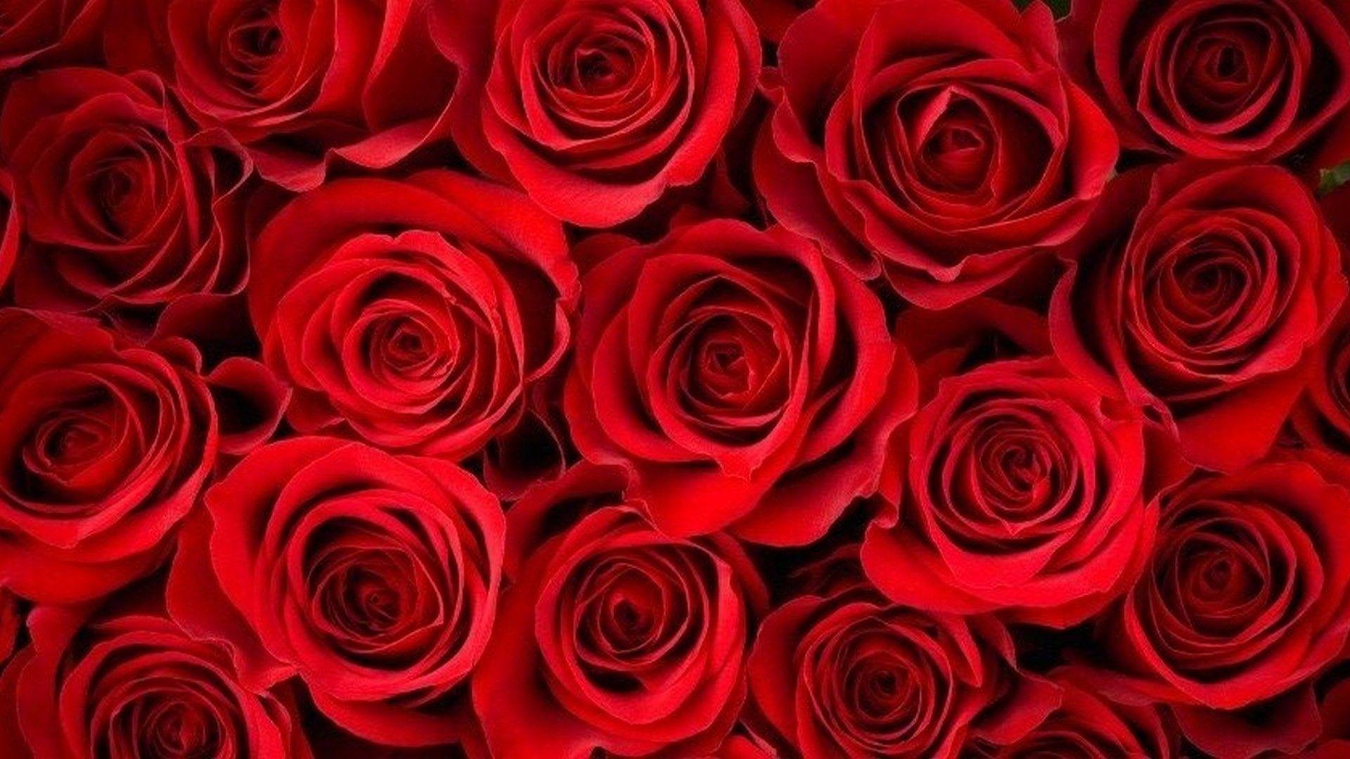 Red Roses HD Wallpapers Top Free Red Roses HD Backgrounds 