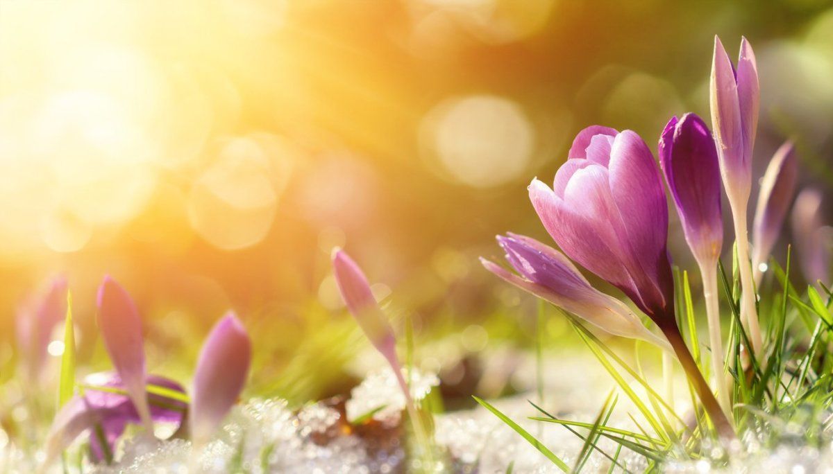1200x684 Spring Quotes—First Day of Spring