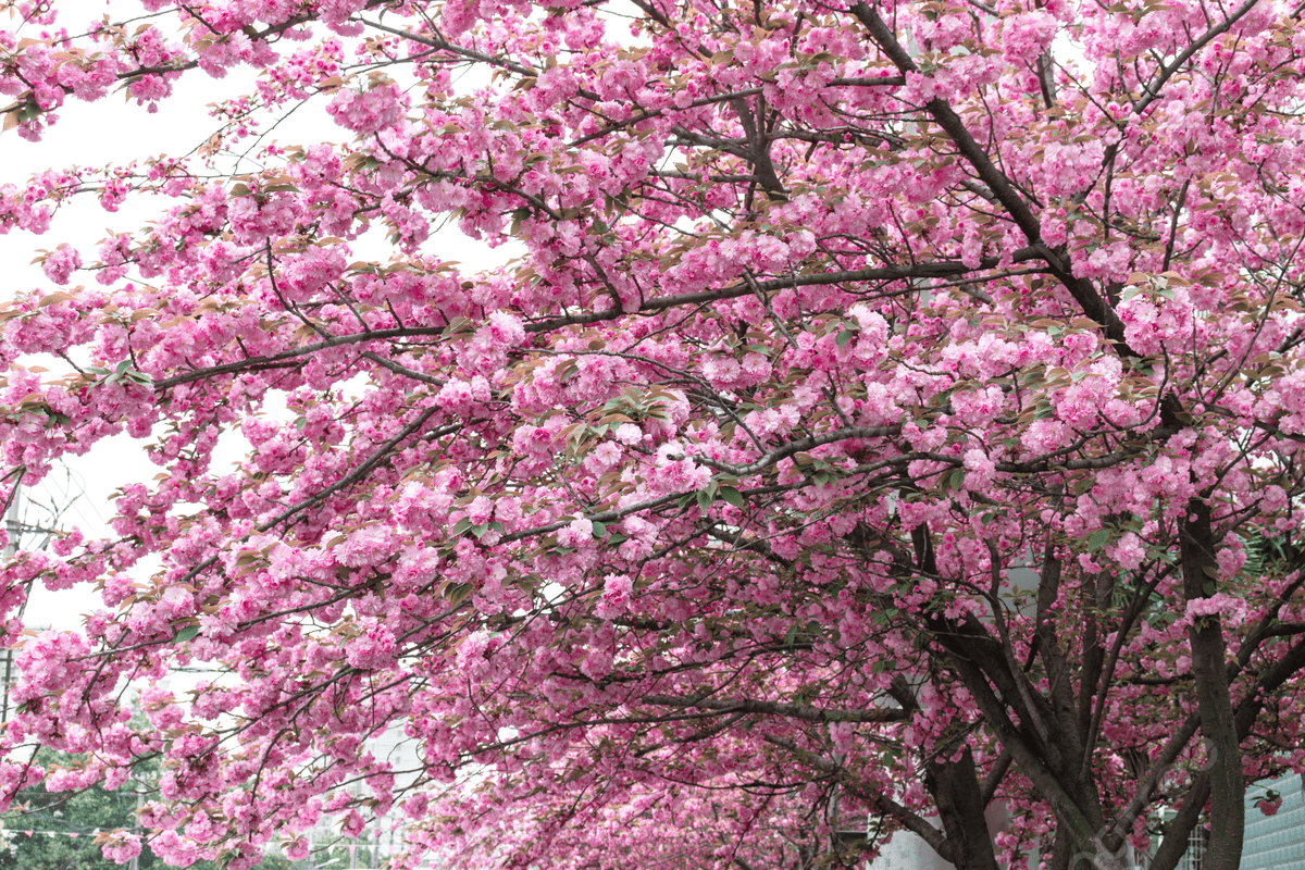 1200x800 Spring Cherry Tree Late Cherry Double