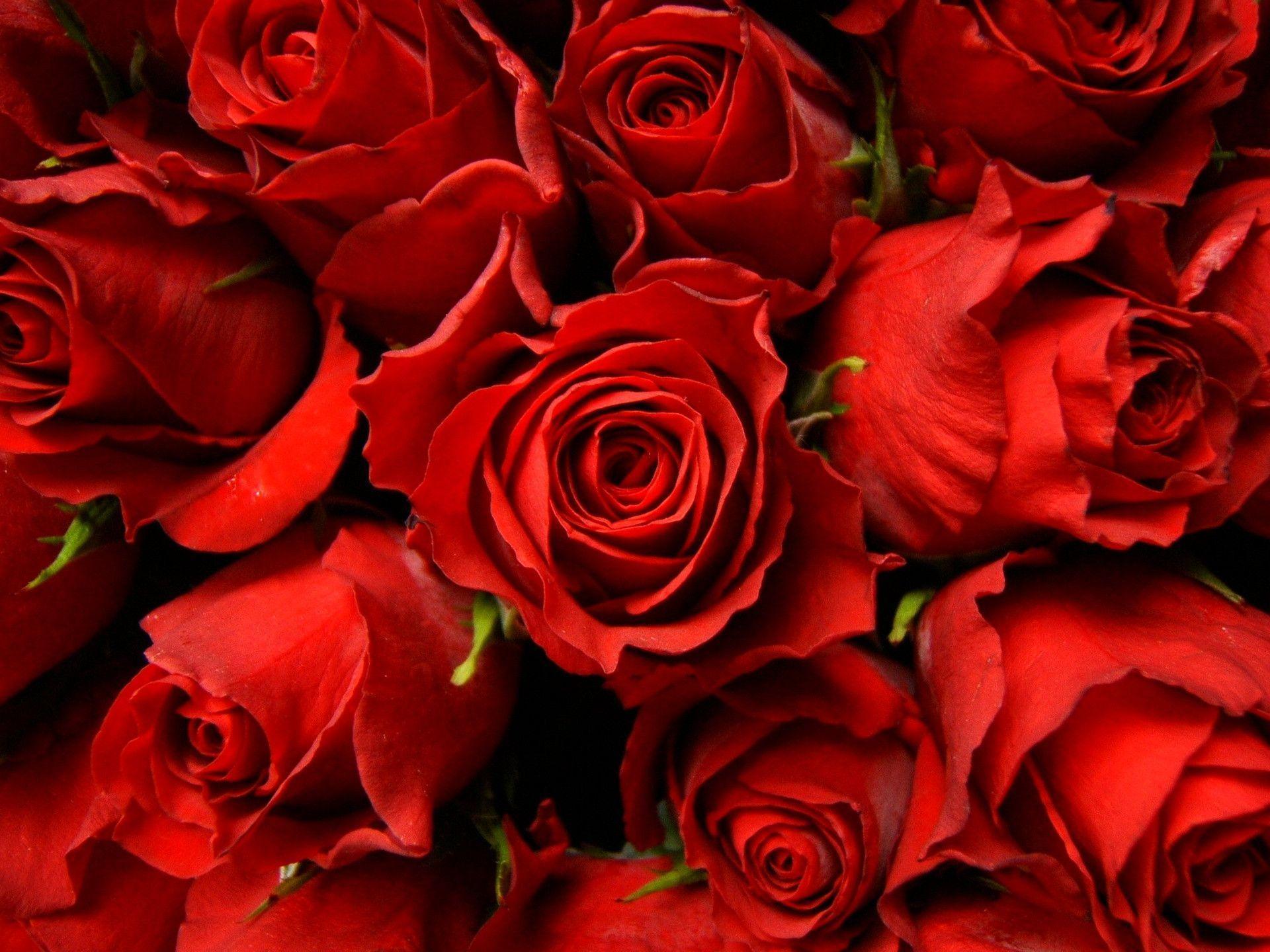 Red Roses HD Image