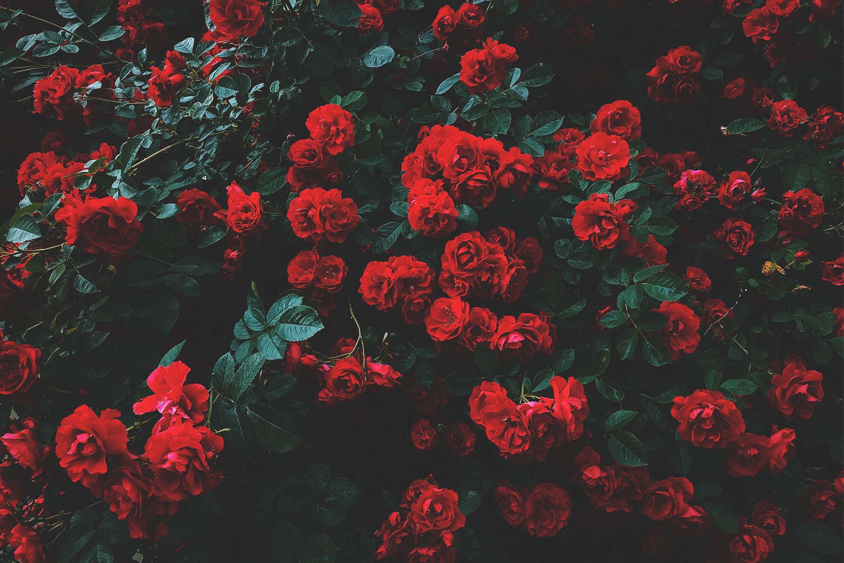 1730x1155 دزينة من الورود الحمراء خلفية آيفون لعيد الحب