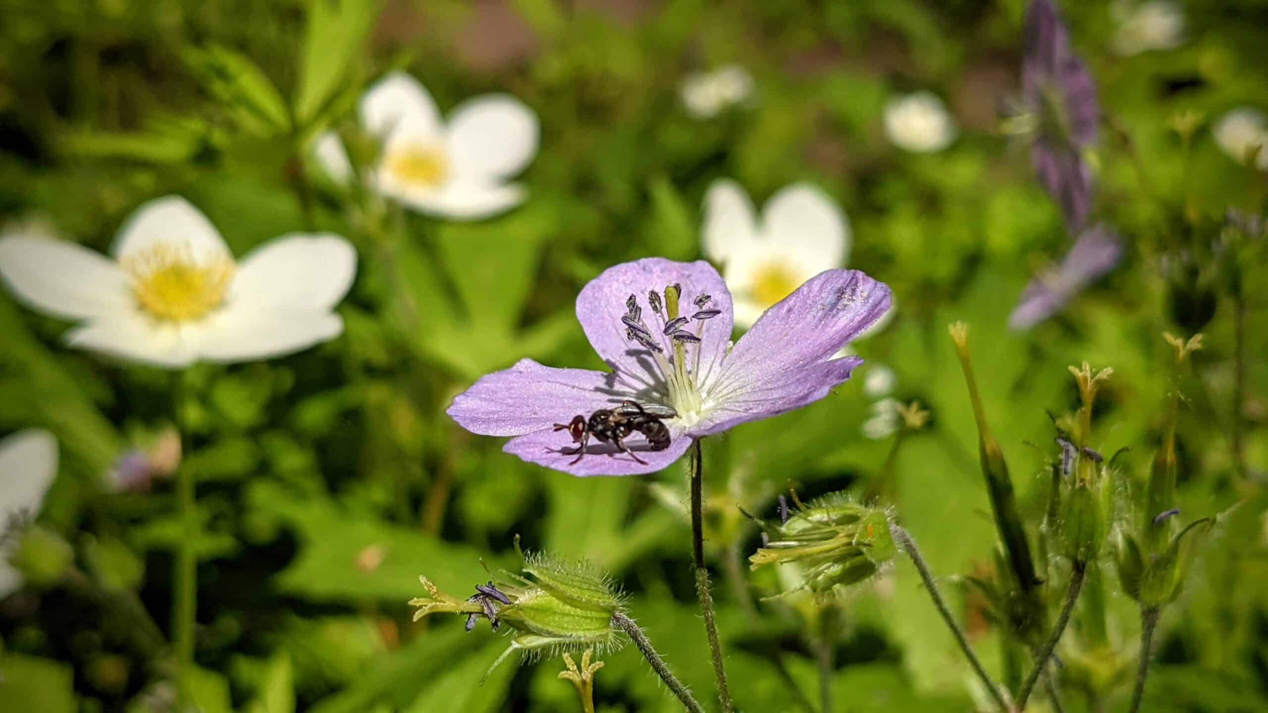 2560x1440 Late Spring Lovelies with Mary Anne
