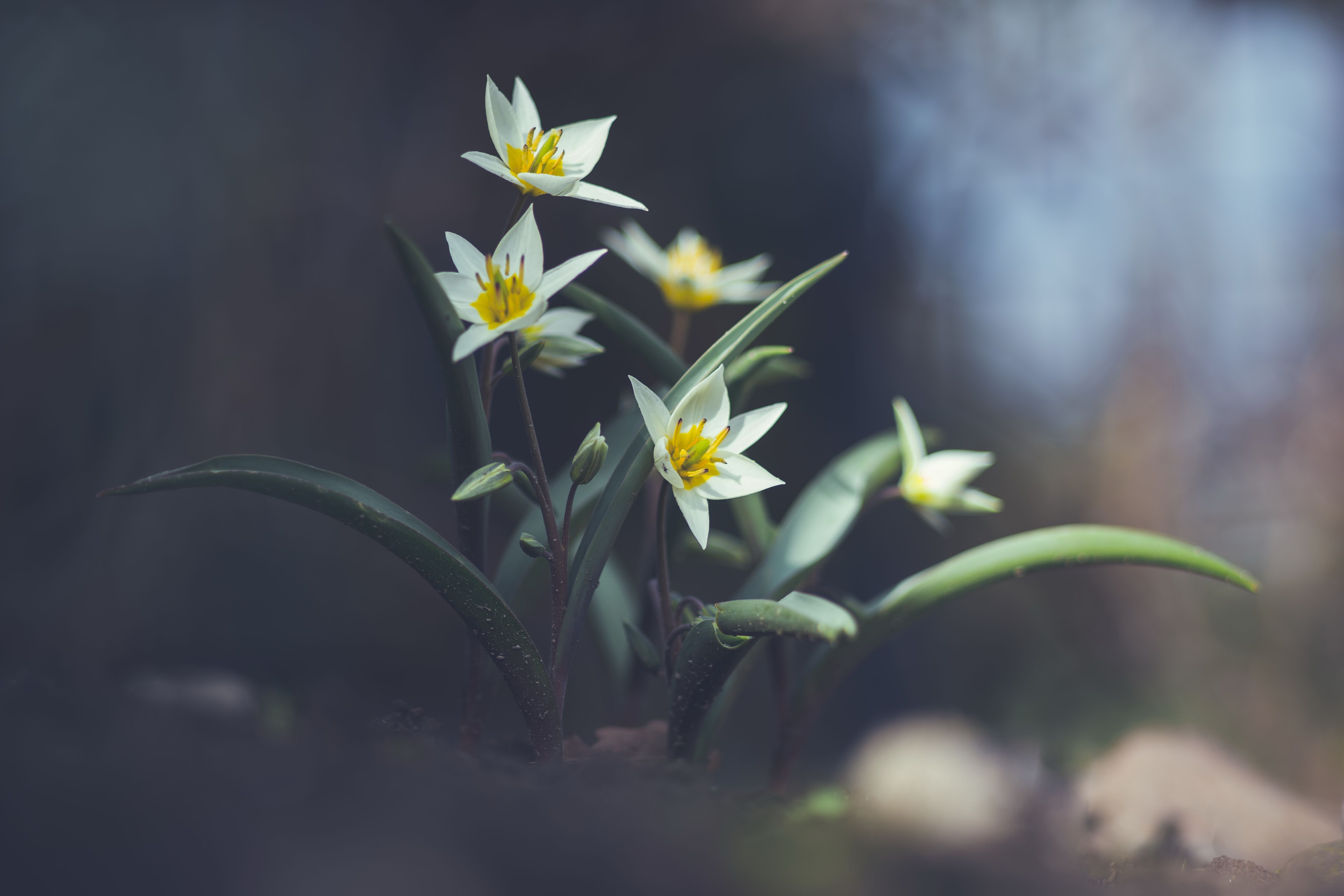 6000x4000 Tulipa tarda, also known as the Late