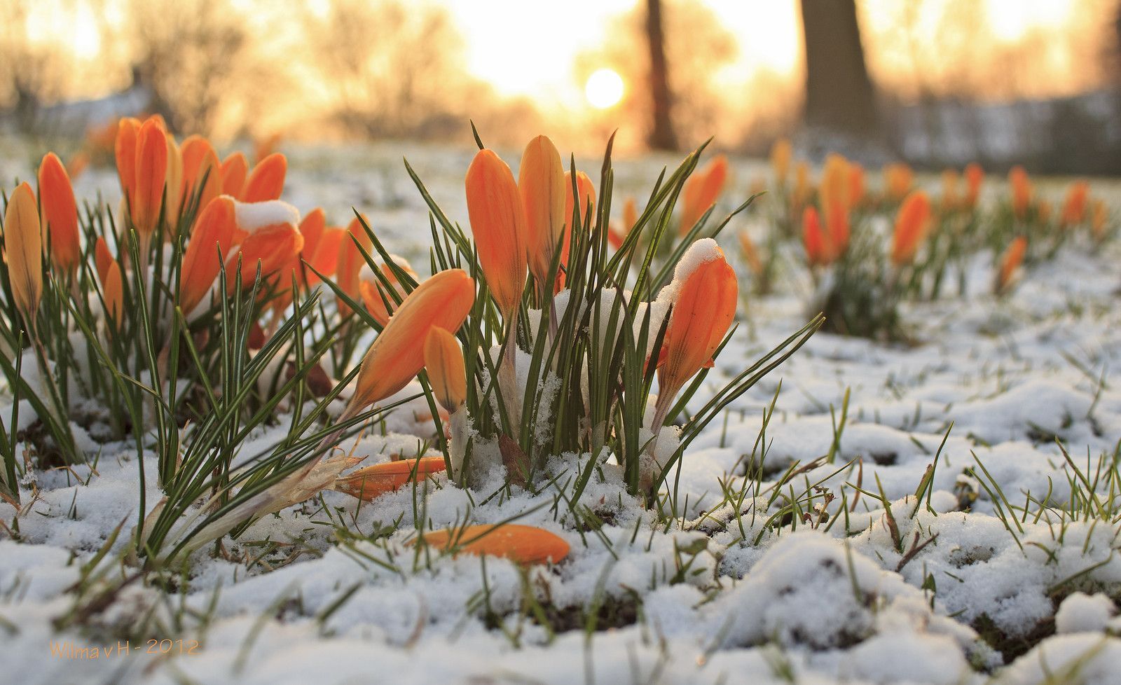 1600x978 Early Spring or late winter: Crocus