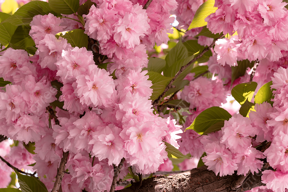 1200x800 Cherry Blossom Cherry Tree Late Cherry
