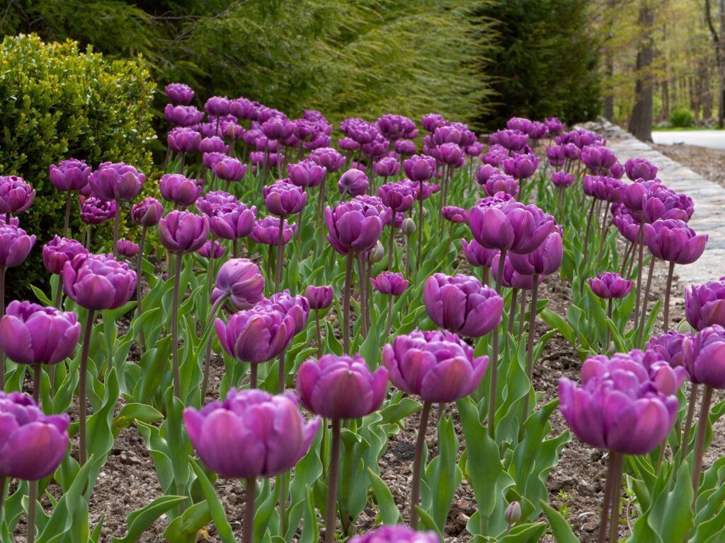 1024x768 Blue Diamond Tulip Bulbs. Wholesale