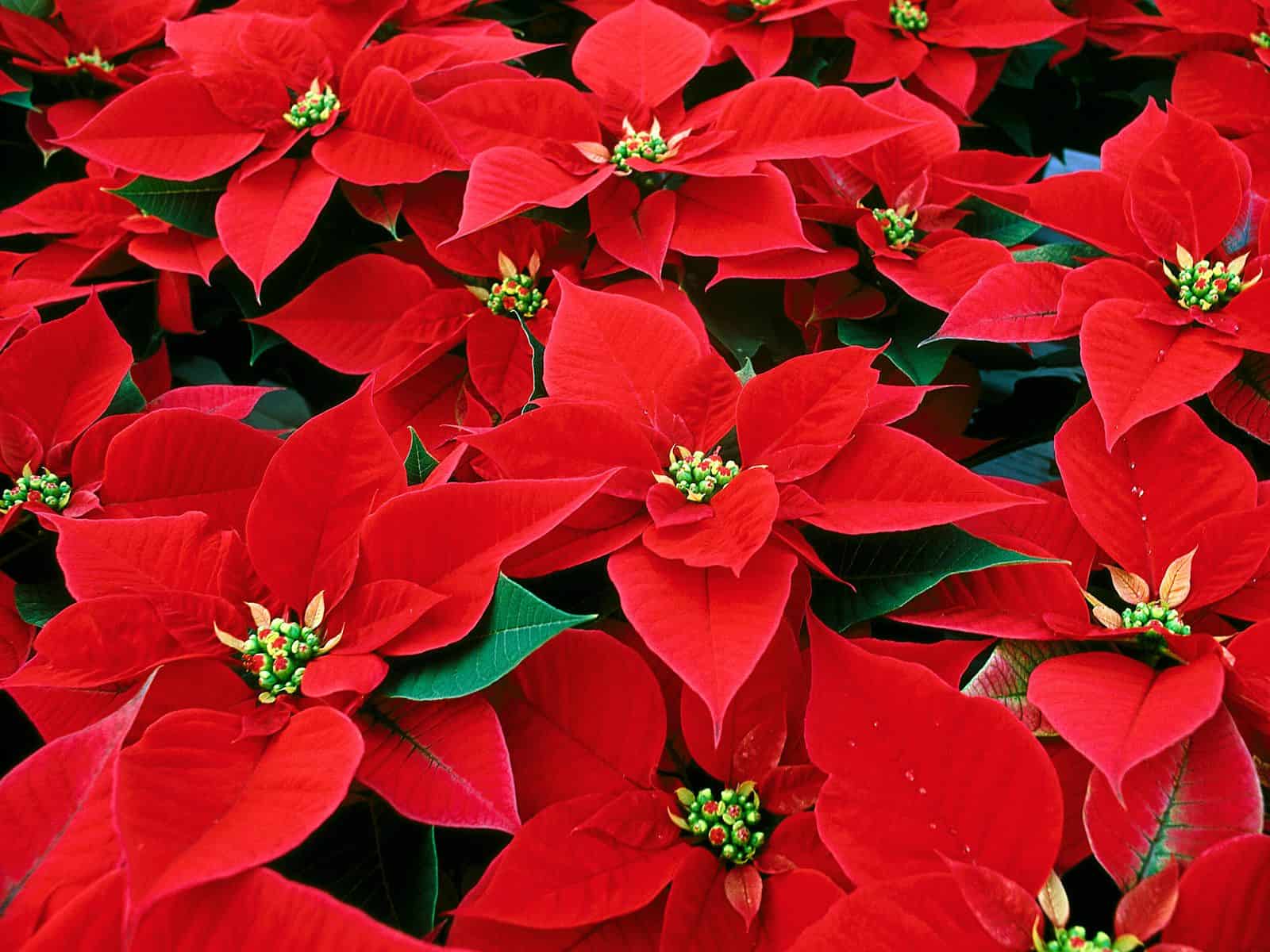 1600x1200 THE Christmas Plant & Fancies