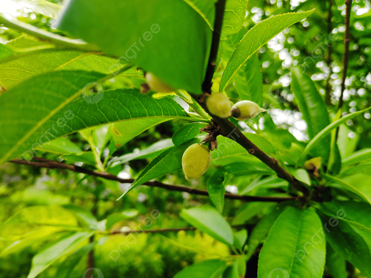 1200x900 Young Peach In Late Spring Background