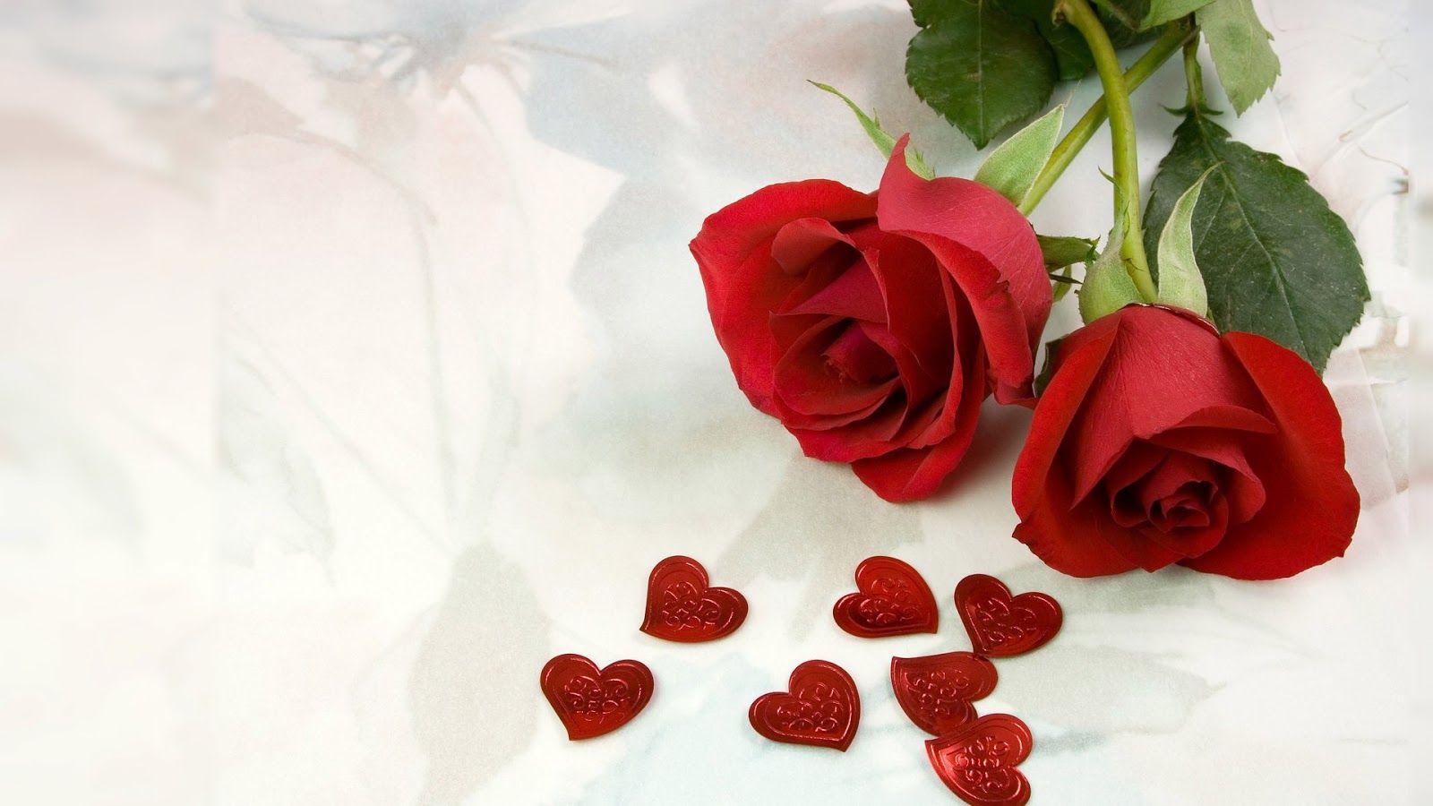 1600 × 900 ورود حمراء، الورد الأكثر شعبية، ورق جدران الورد، جميل