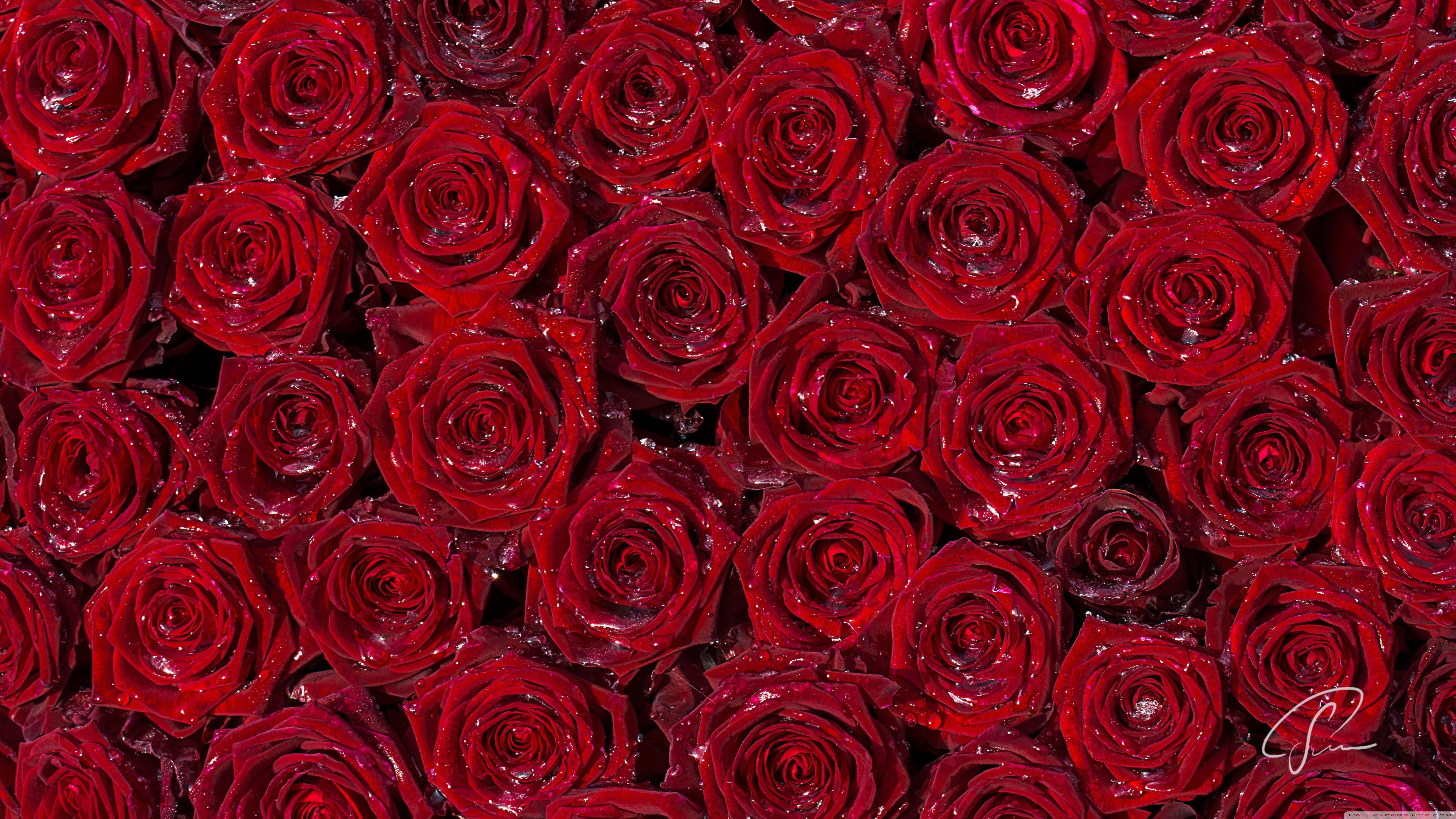 5120x2880 خلفية الورد الأحمر Wallpaper خلفية سطح المكتب 4K عالية الدقة لـ 4K Ultra