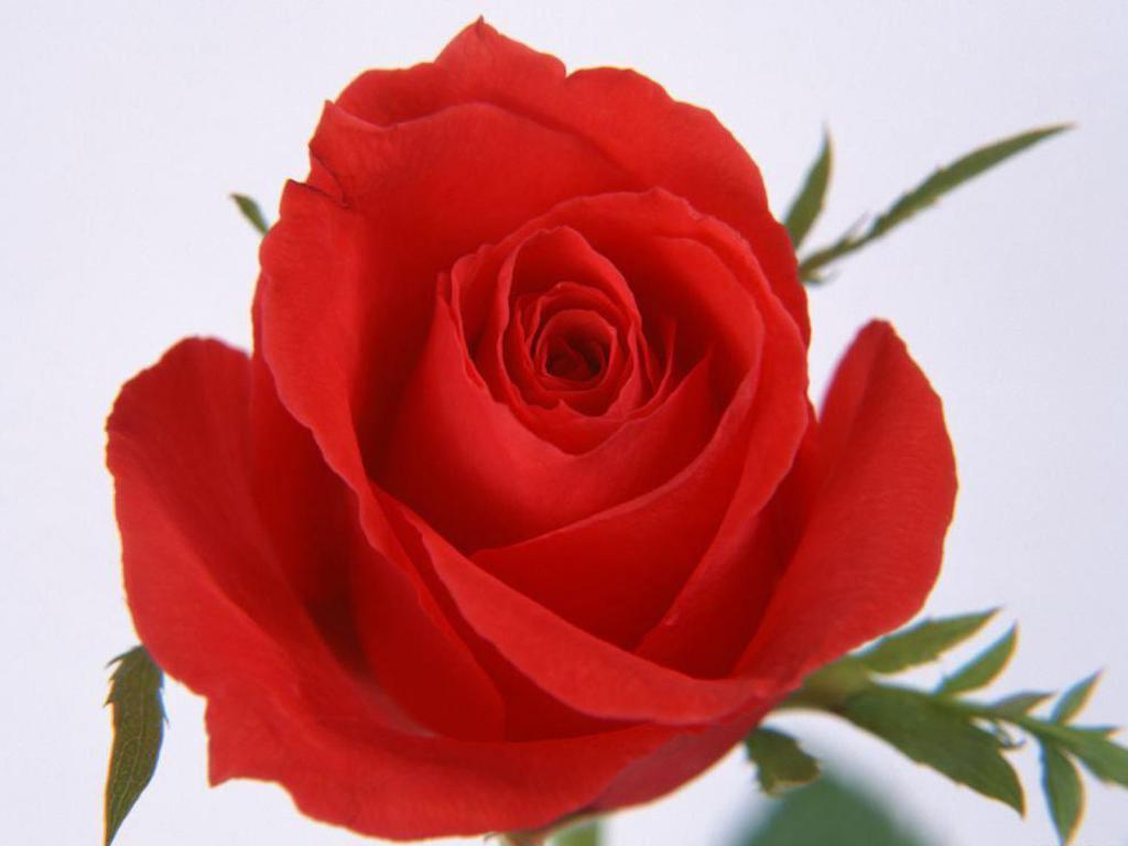 1024x768 ورود حمراء، الورد الأكثر شعبية، ورق جدران الورد، جميل