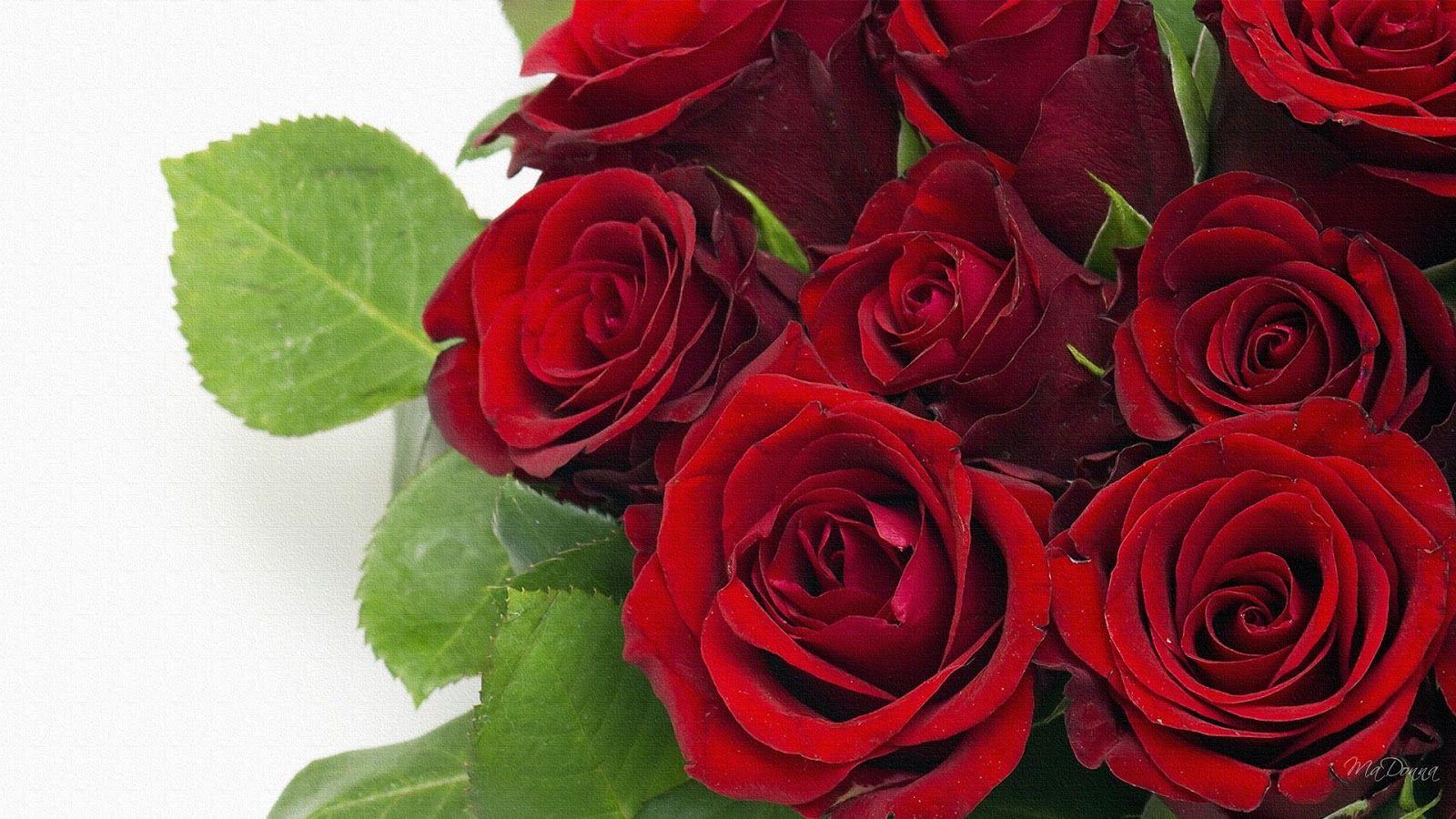 1600x900 ورود حمراء، الورد الأكثر شعبية، ورق جدران الورد، جميل