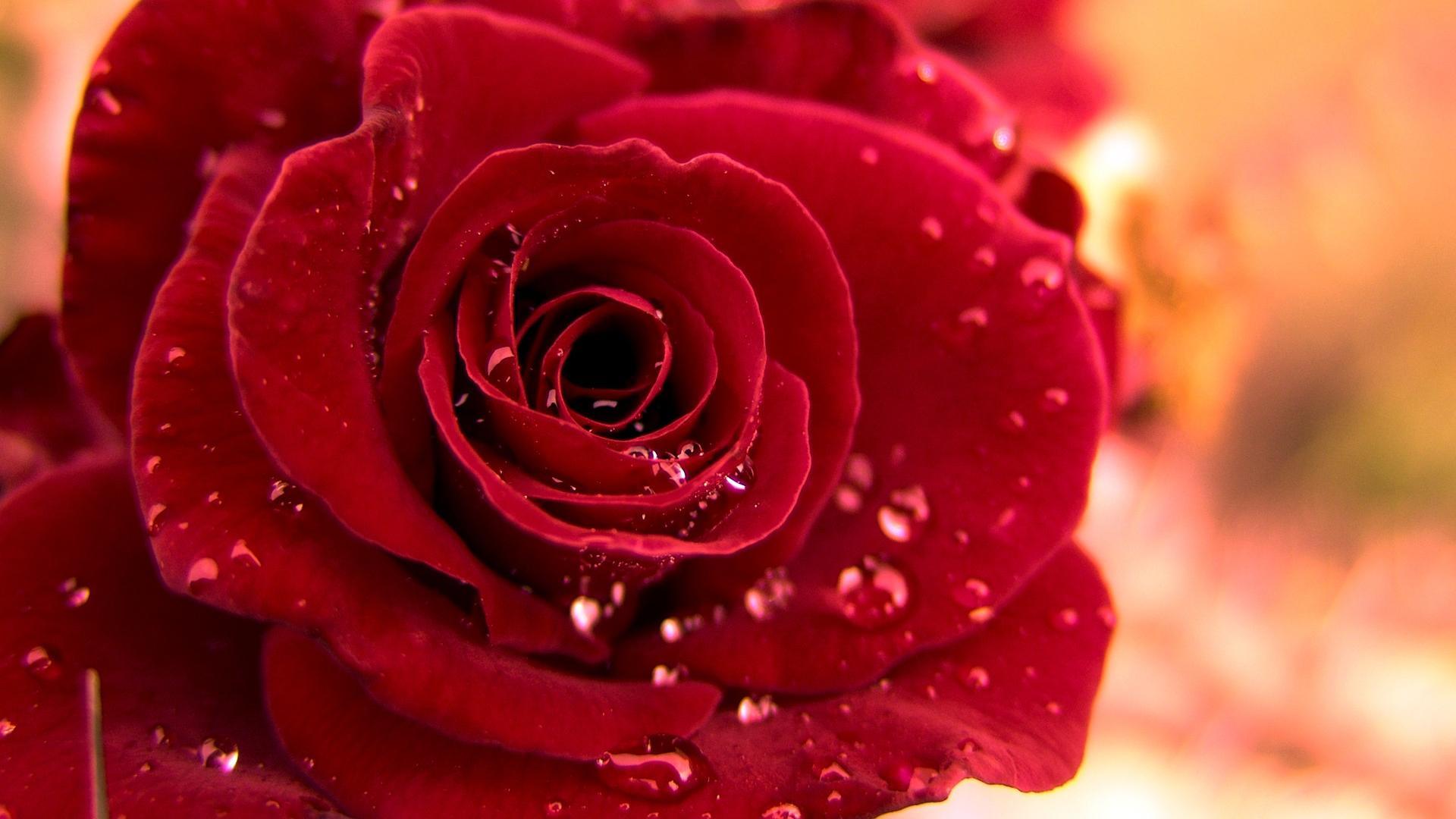 Red Roses Wallpapers - Top Những Hình Ảnh Đẹp