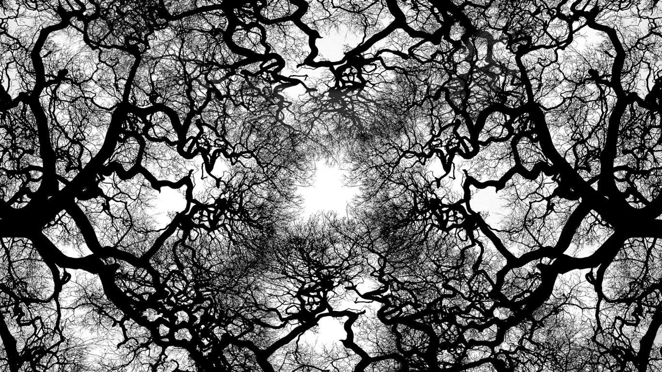 Black And White Tree Wallpapers Top Free Black And White