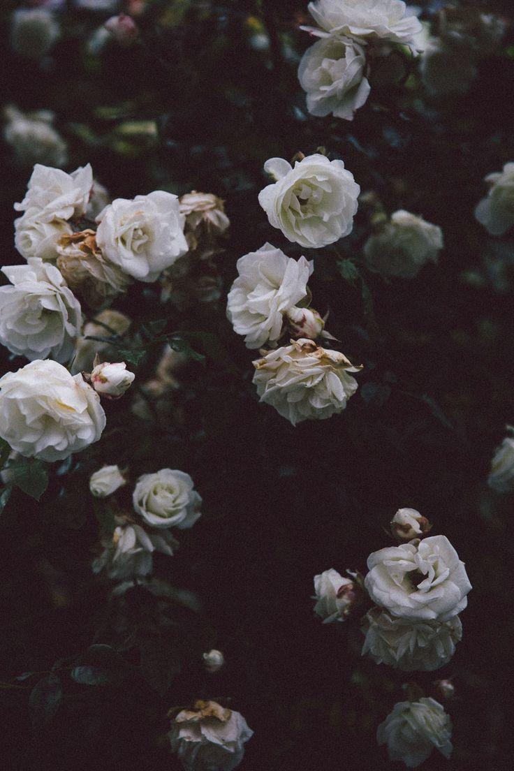Hãy khám phá những hình ảnh đẹp, aesthetic của hoa hồng trắng đầy mộng mơ và tinh tế. Được coi là người đại diện cho sự tinh khiết và tình yêu, những bông hoa hồng trắng sẽ mang lại sự xúc động và cảm hứng cho bạn.