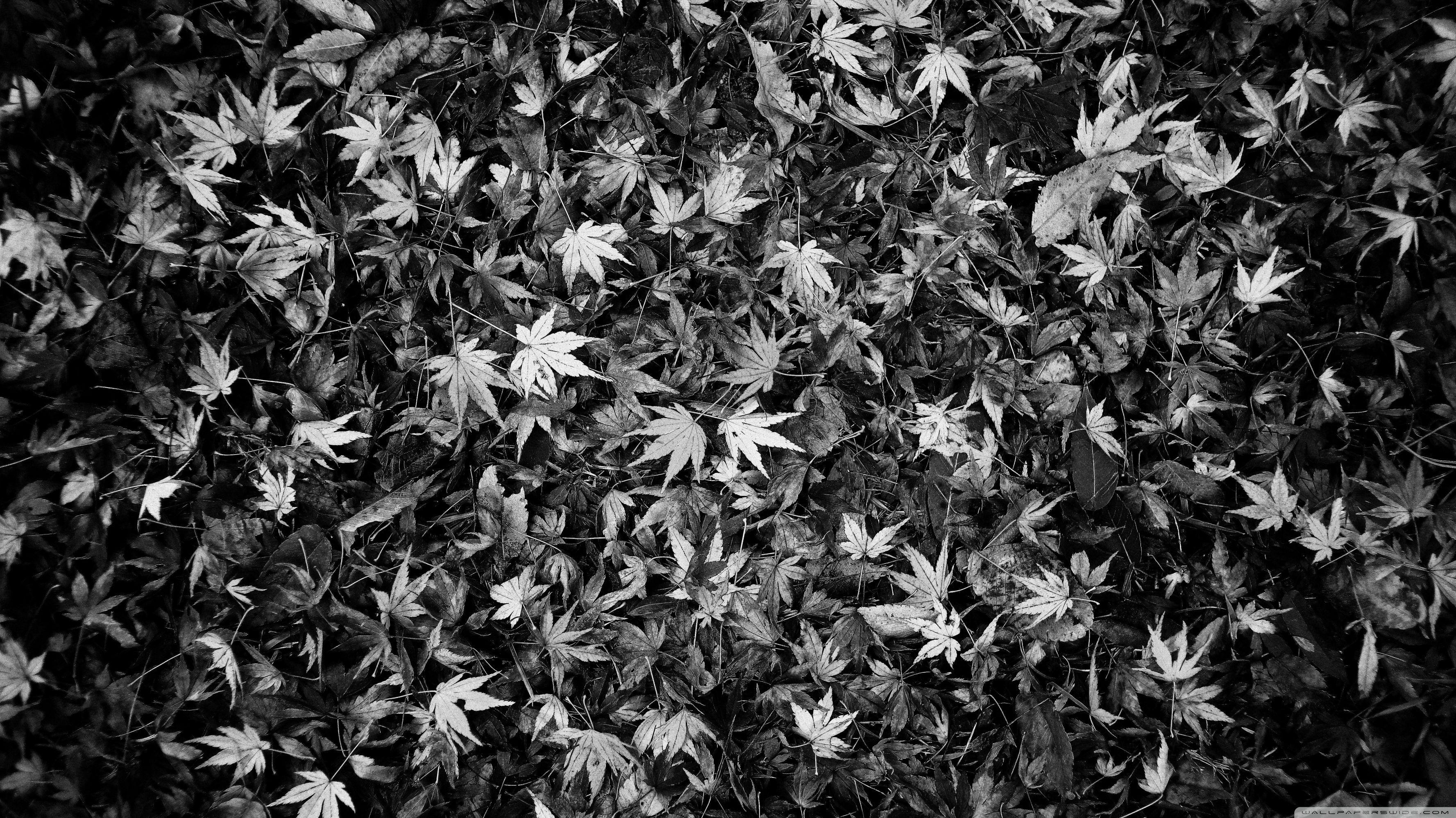 White Leaves Wallpapers Top Free White Leaves Backgrounds Wallpaperaccess