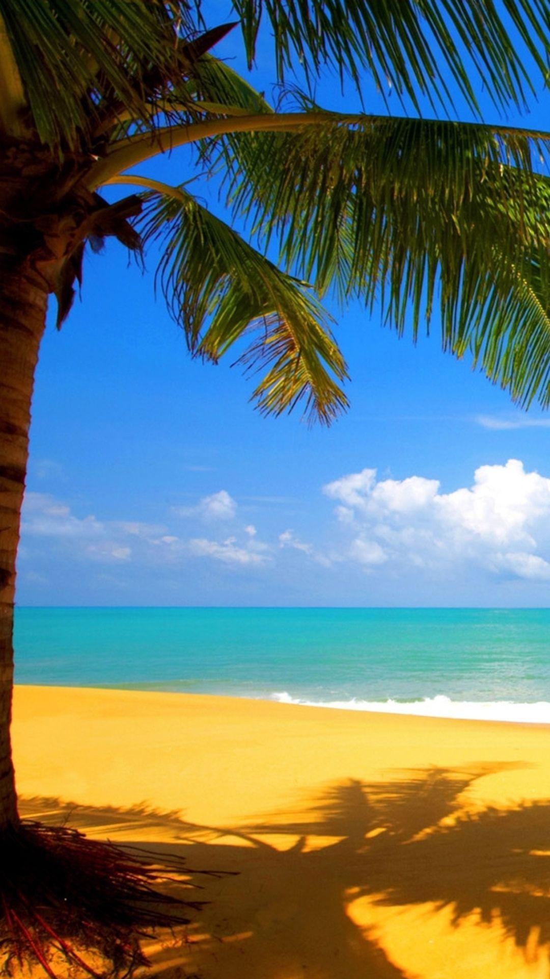 1080x1920 Palm Tree HD Wallpaper Hupages Download iPhone Wallpaper