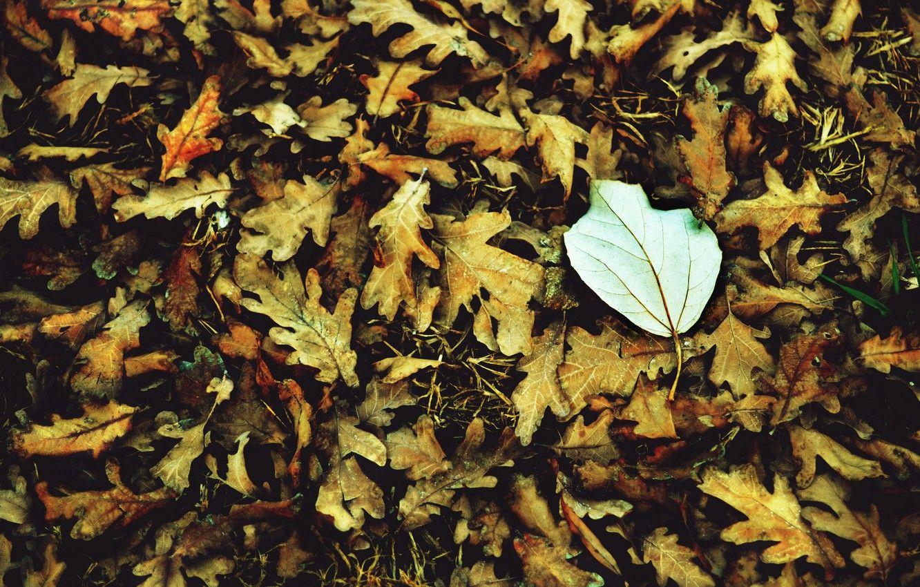 White Leaves Wallpapers - Top Free White Leaves Backgrounds