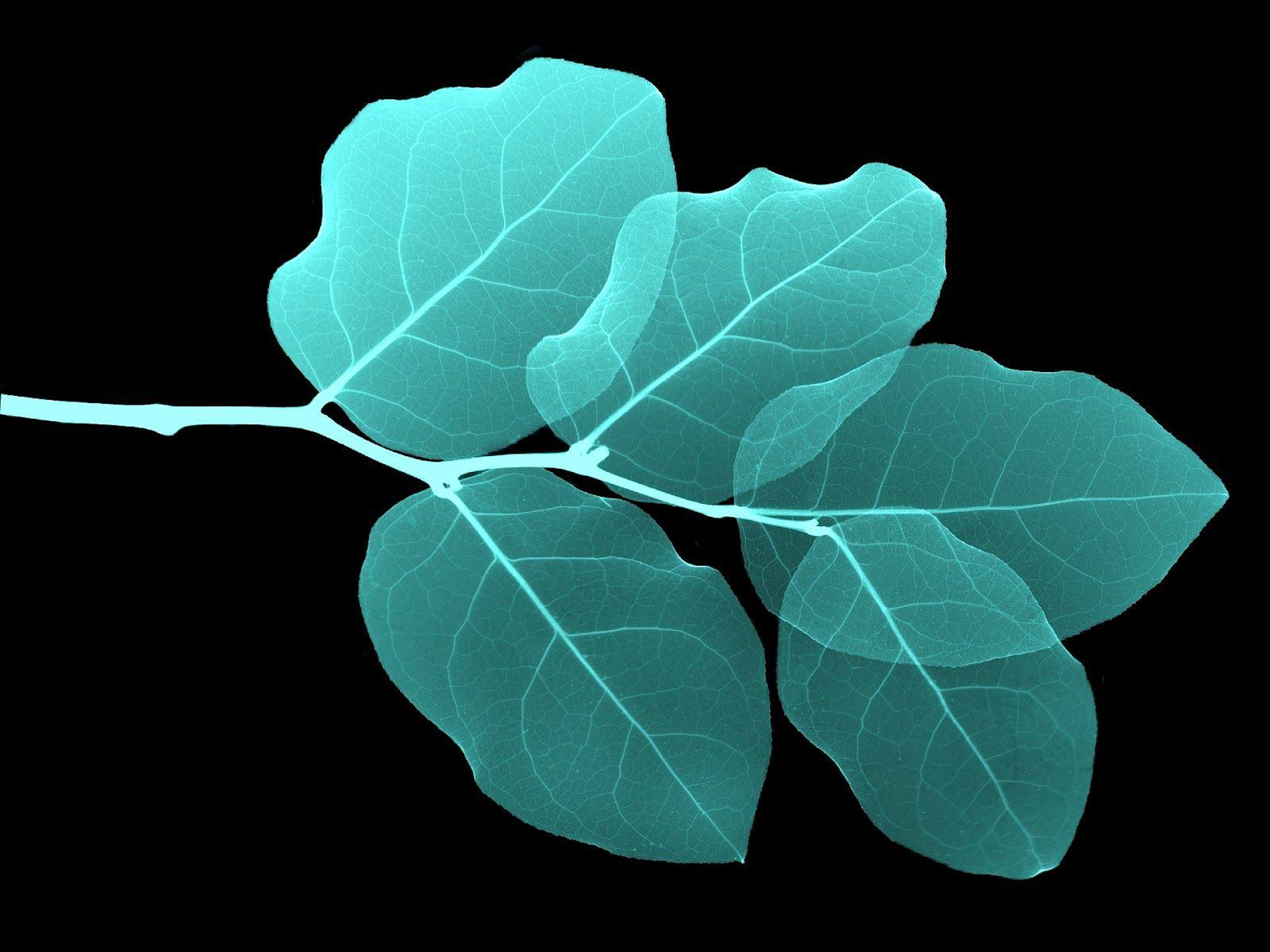 1600x1200 Turquoise Leaves Wallpaper. Turquoise background, Black and white