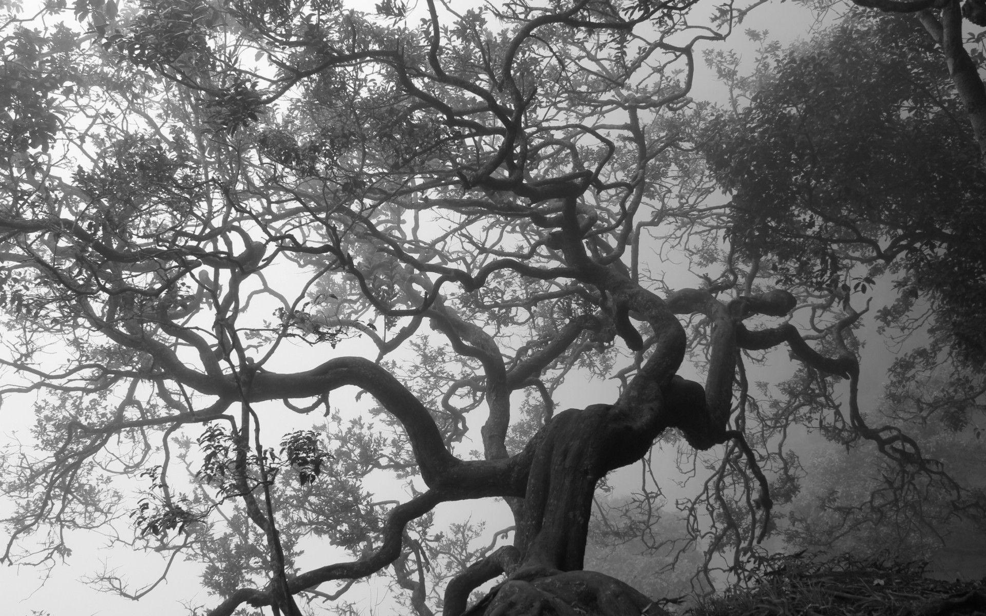 1920x1200 Dark Tree Wallpaper