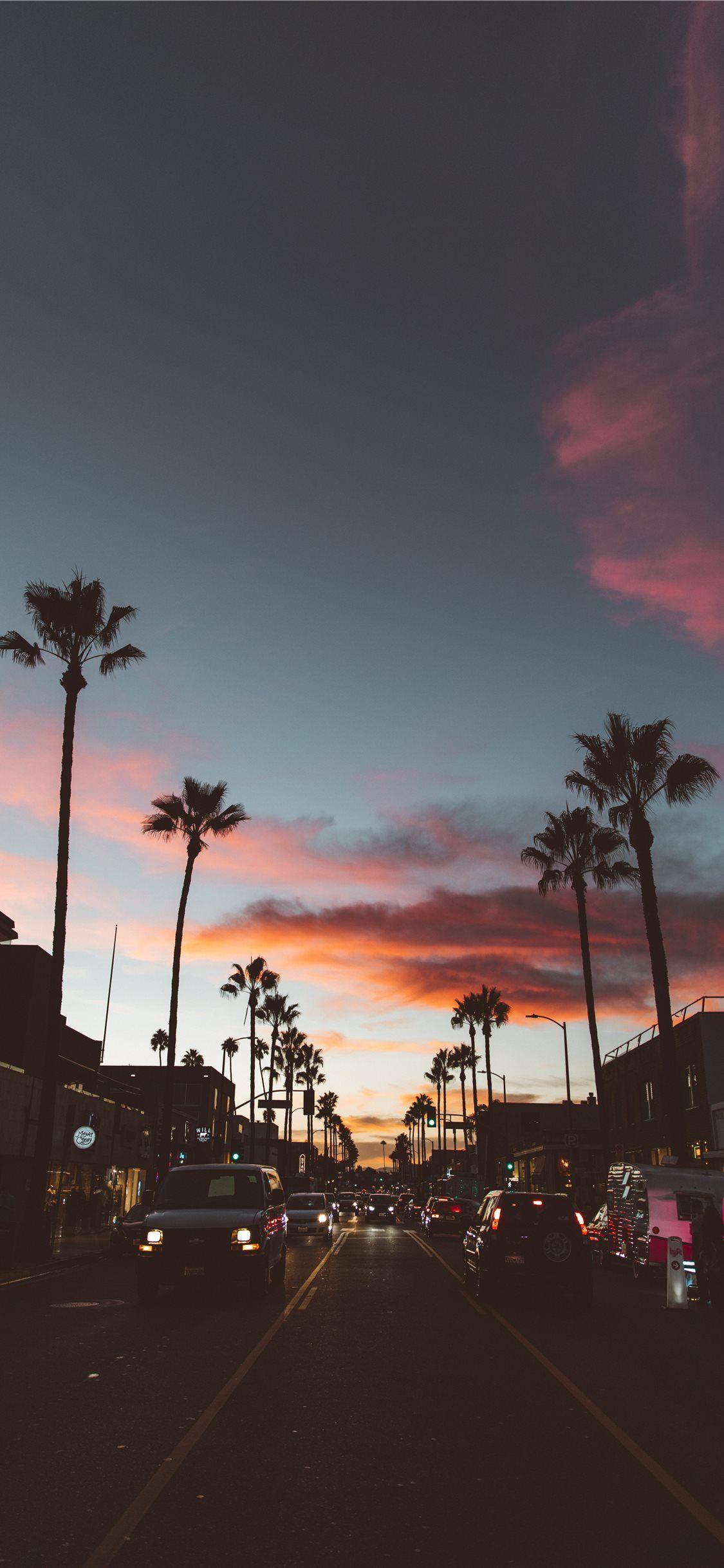 Aesthetic Palm Trees Iphone Wallpapers Top Free Aesthetic Palm