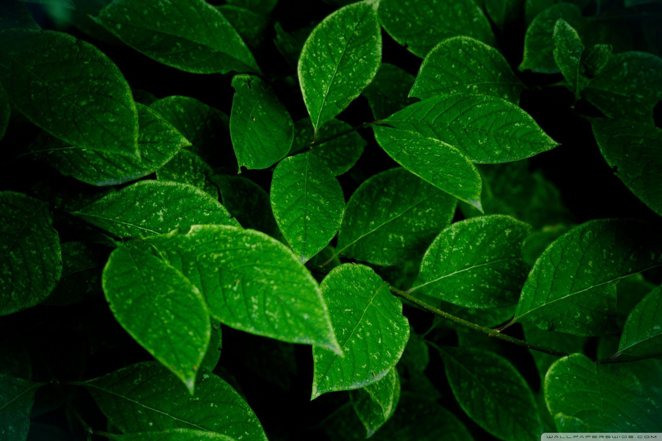 Leaves Wallpapers - Top Free Leaves Backgrounds - WallpaperAccess