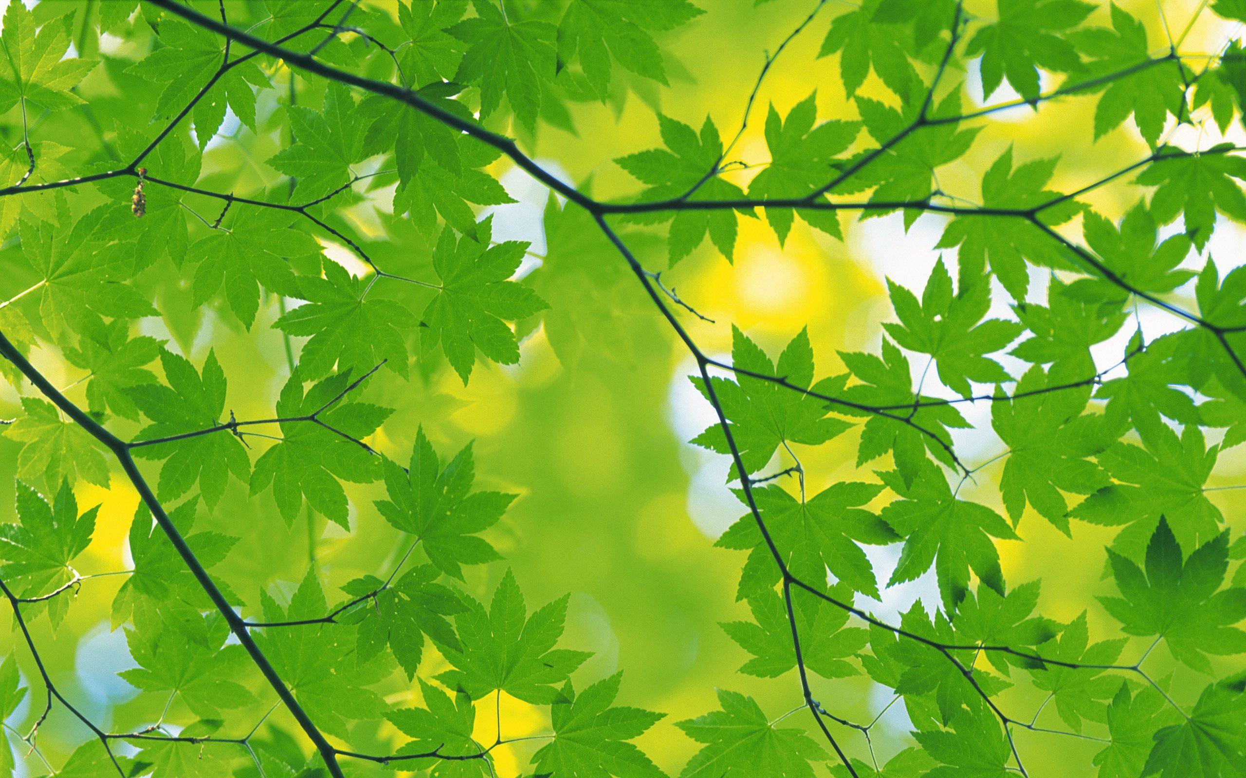 2560x1600 Green Leaves hình nền