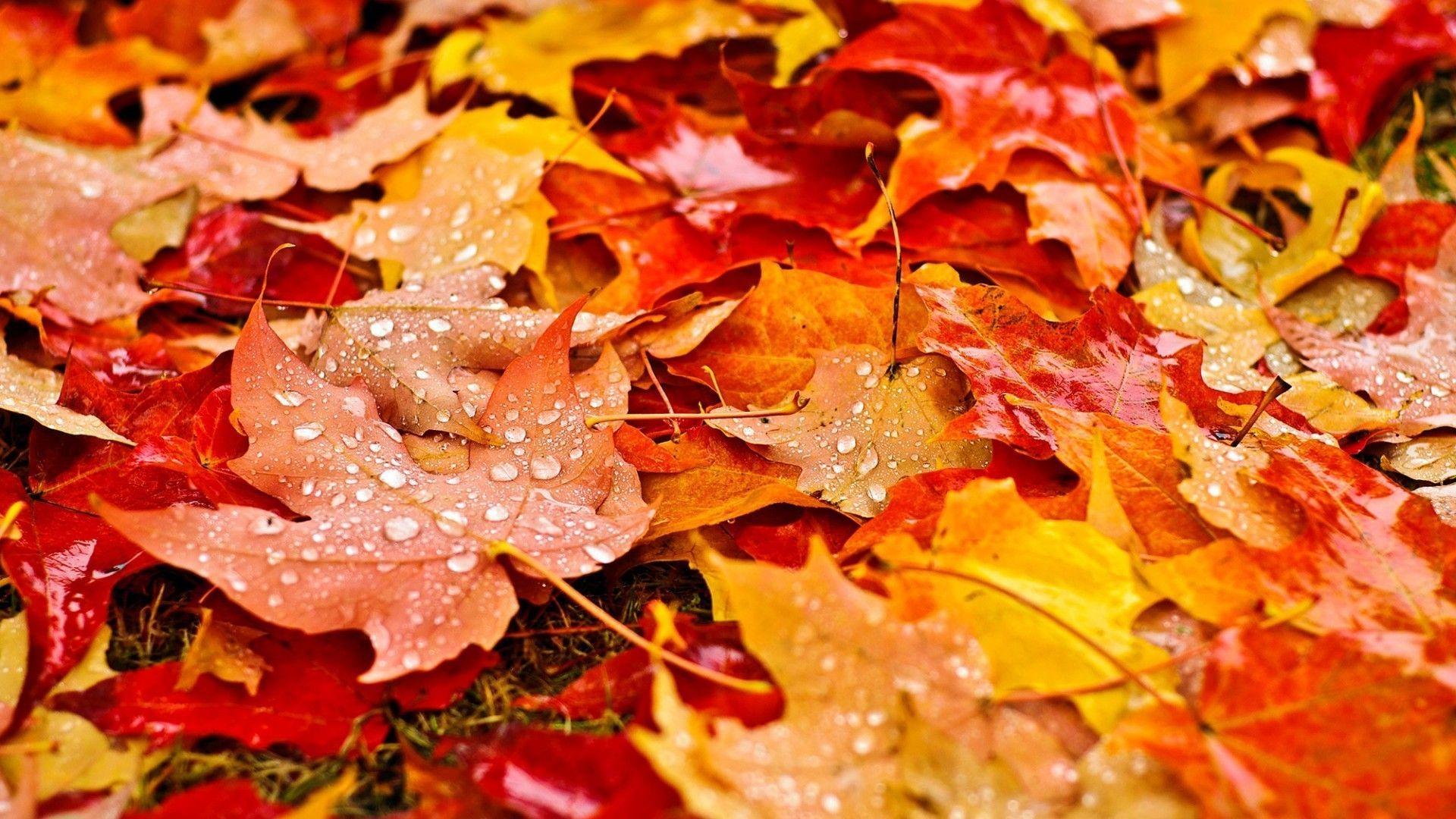 Hình nền HD 1920x1080 Autumn Leaves