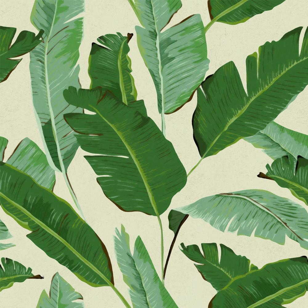 1000x1000 Banana Leaves Wallpaper