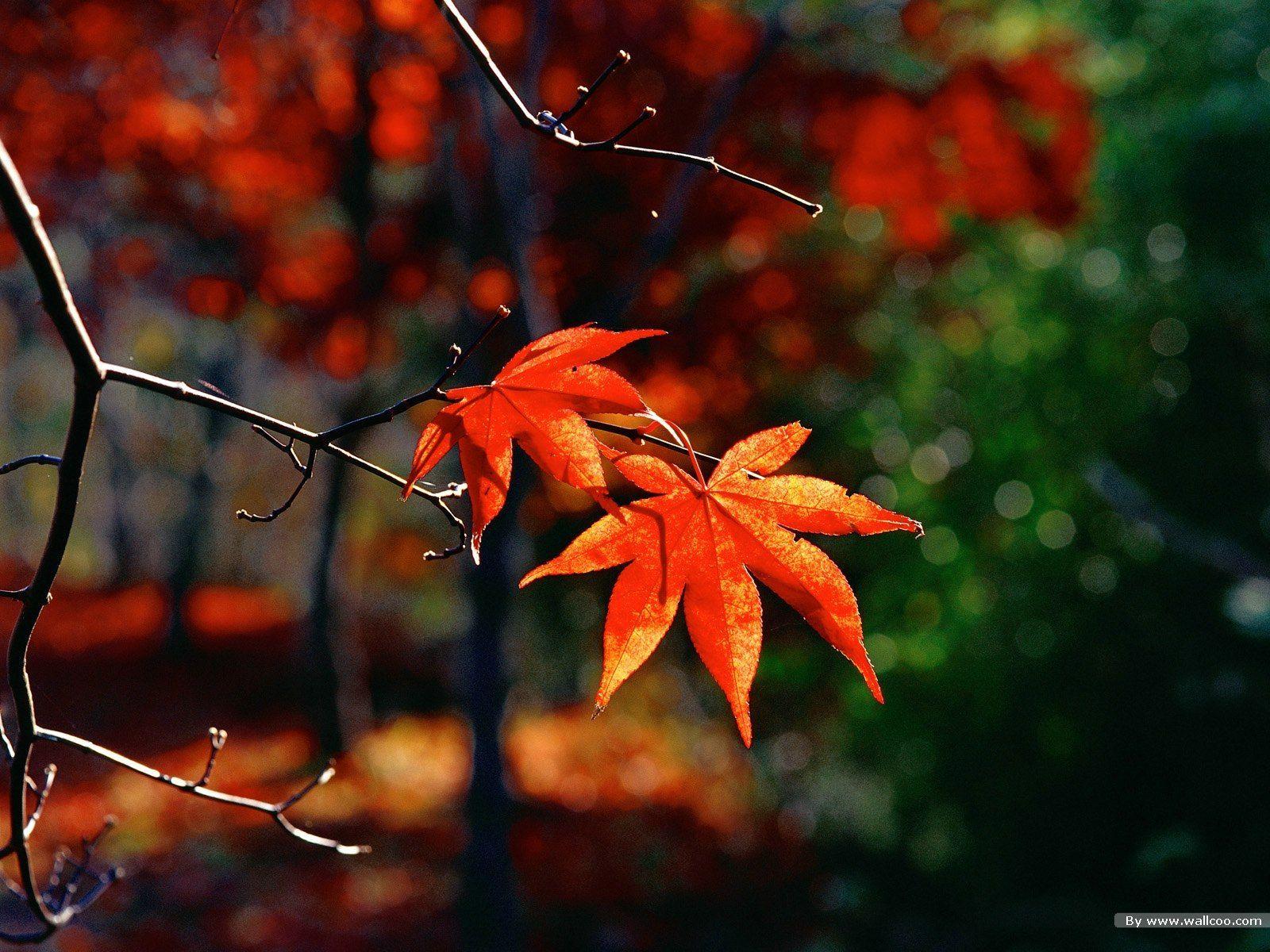 1600x1200 Autumn Leaves Wallpaper