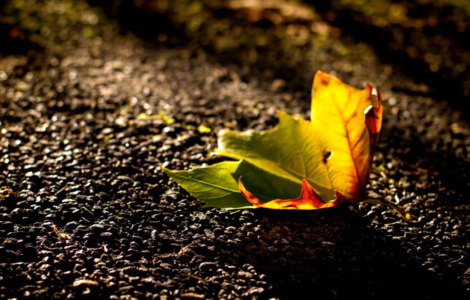 1512x966 Leaf Street Autumn HD Wallpaper