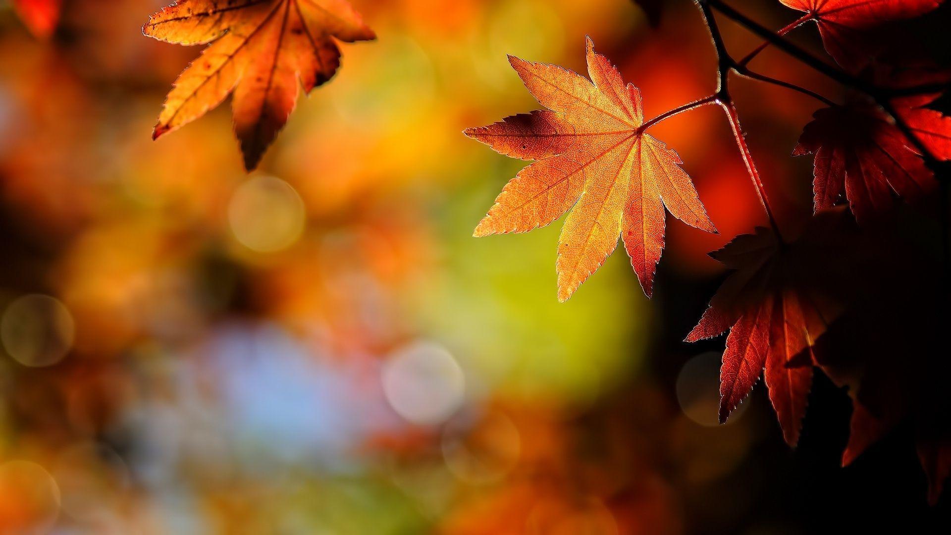 1920x1080 Beautiful Foliage Wallpaper