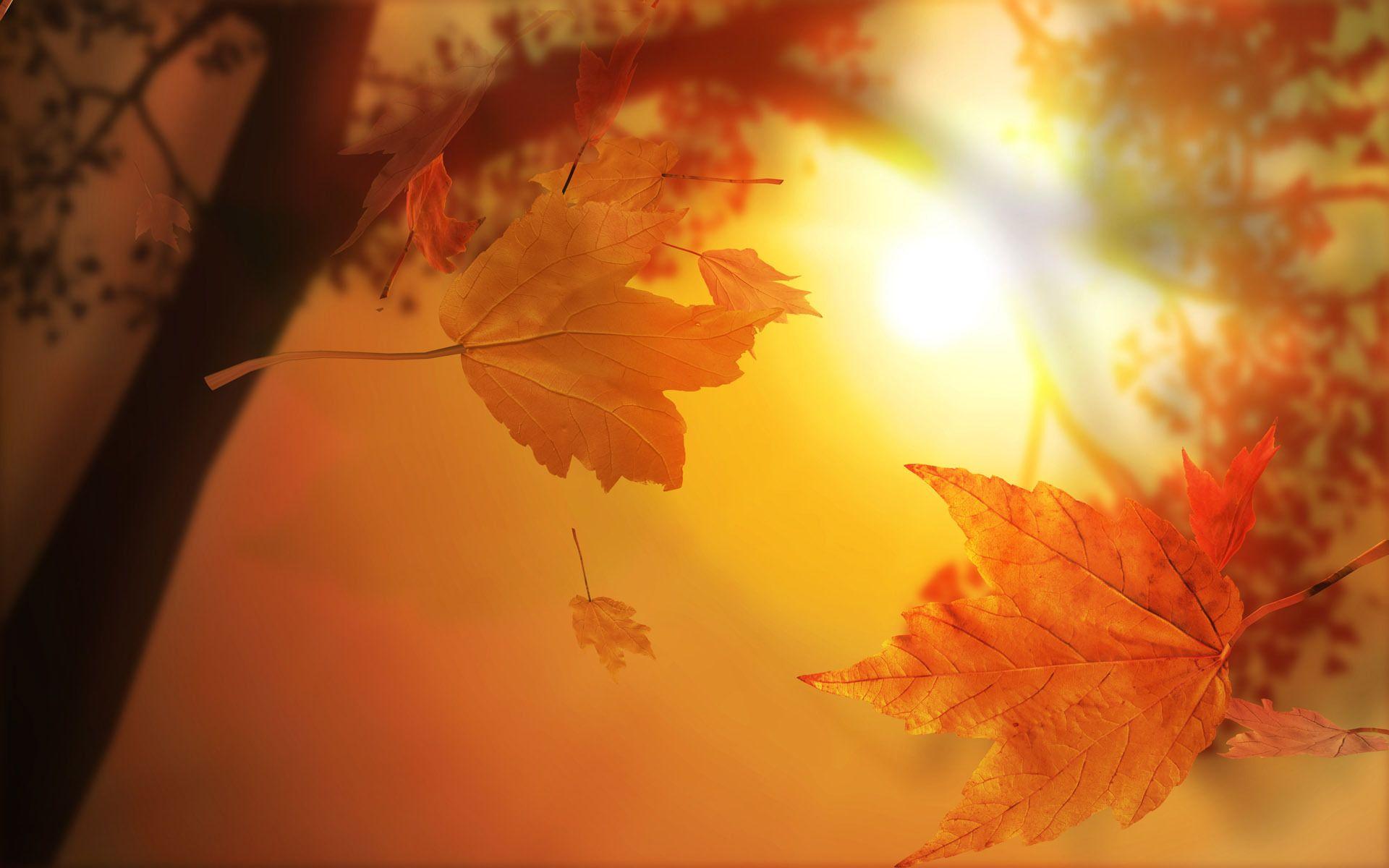 1920x1200 Wallpaper Autumn Leaves