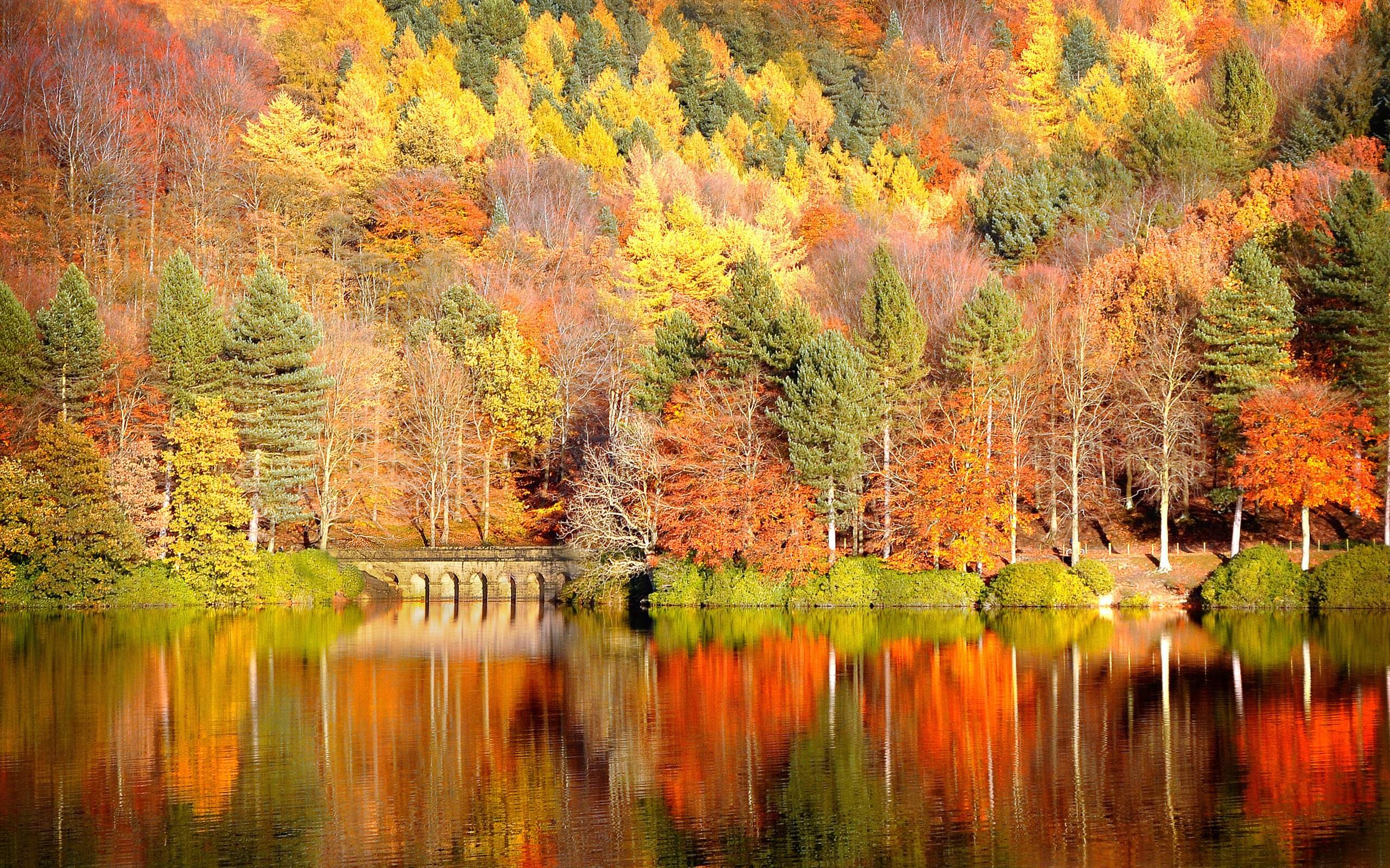 2560x1600 Fall Foliage Wallpaper HD