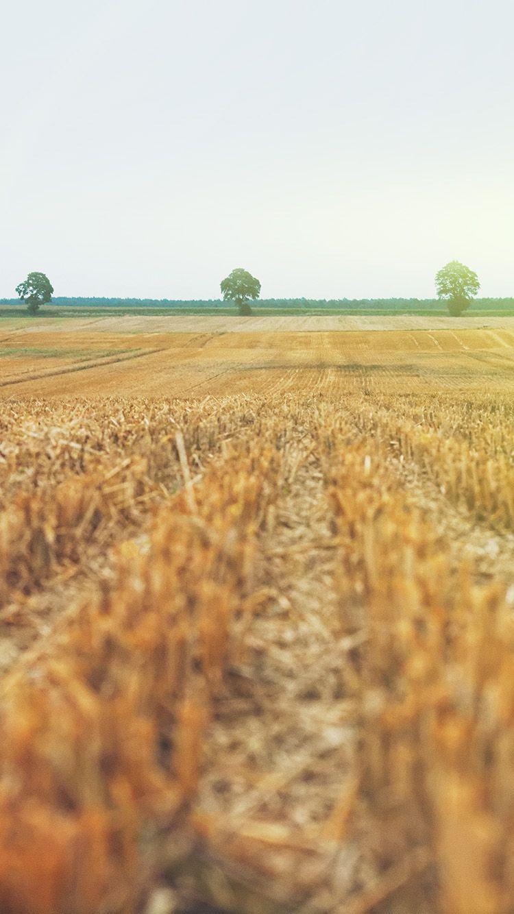 750x1334 Field Wallpaper Page X Wallpaper Farm