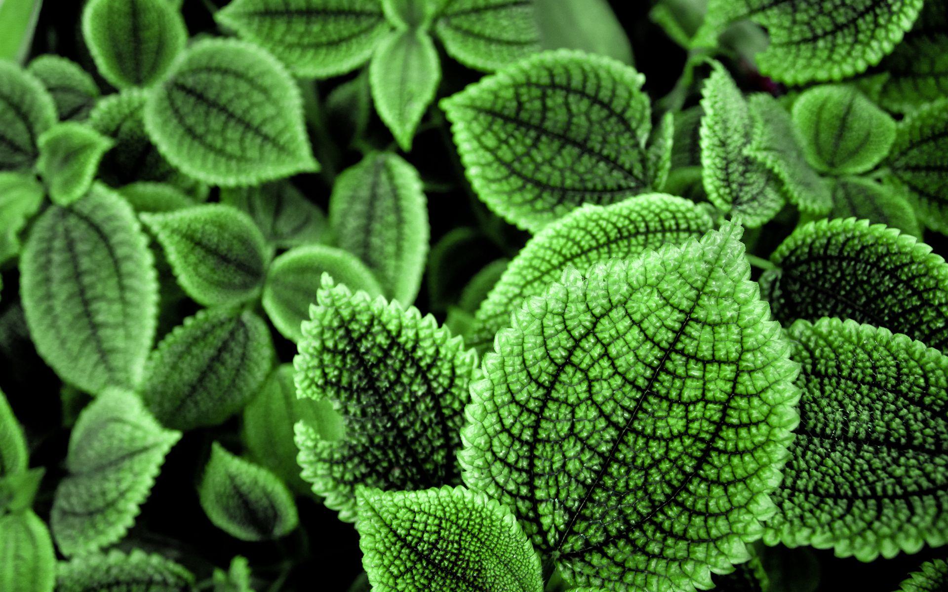 1920x1200 Cool Foliage Wallpaper