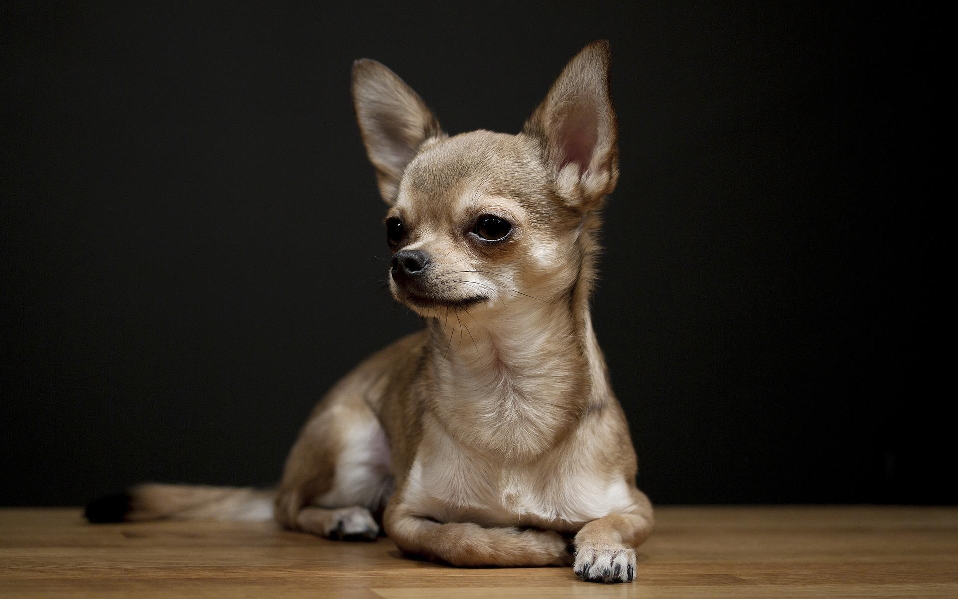 1920x1200 Chihuahua Wallpaper