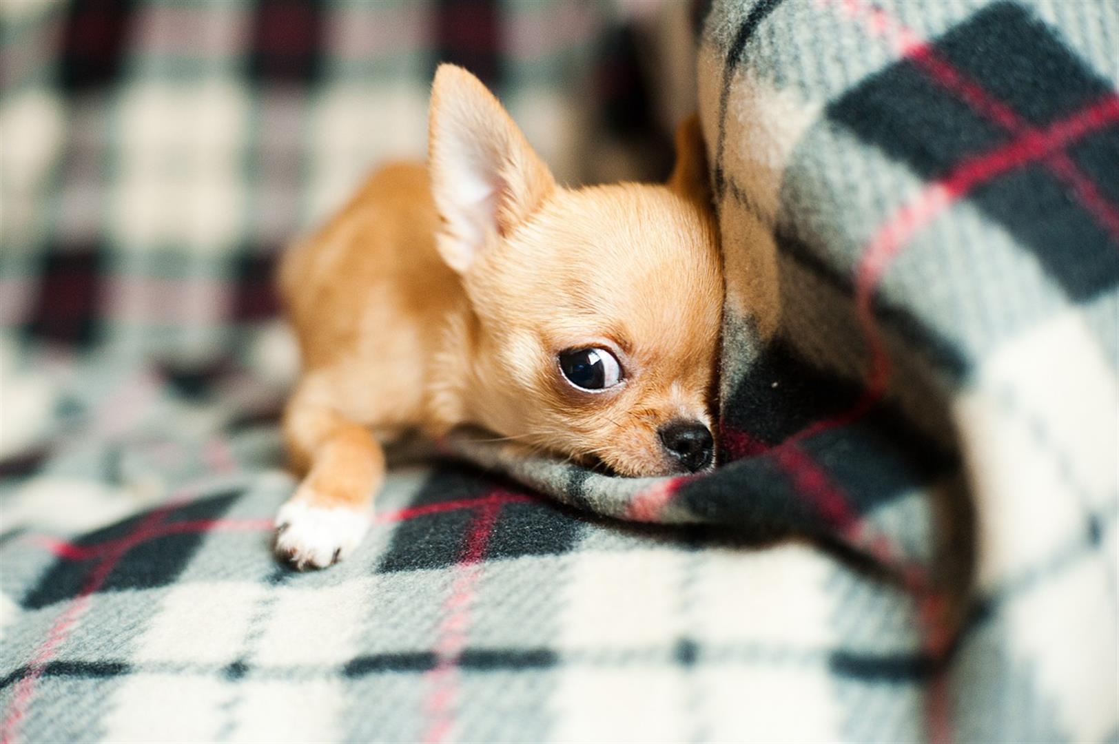 1624x1080 Cute Chihuahua Wallpaper