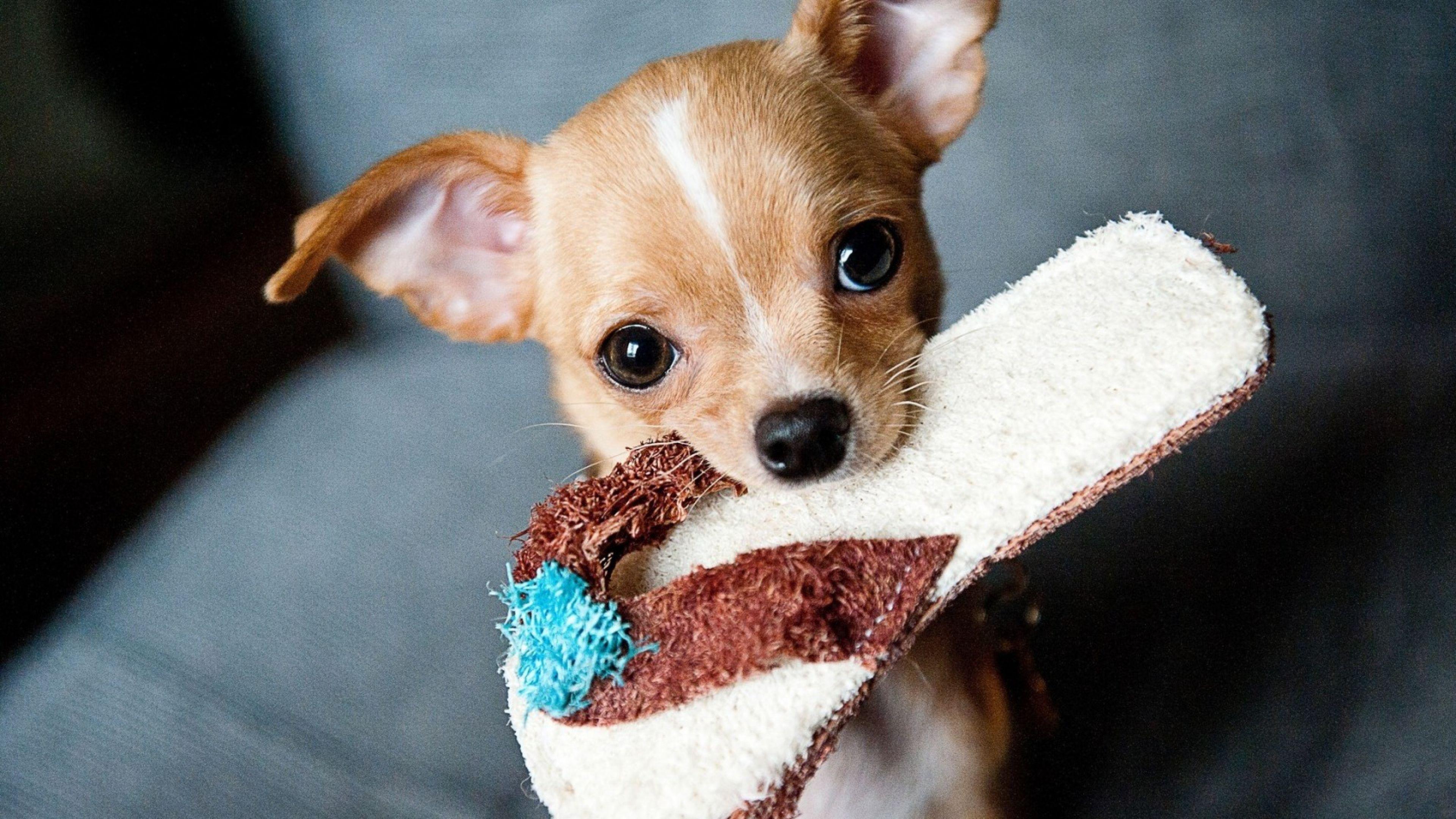 3840x2160 Chihuahua Puppies, HD Animals, 4k Wallpaper, Image