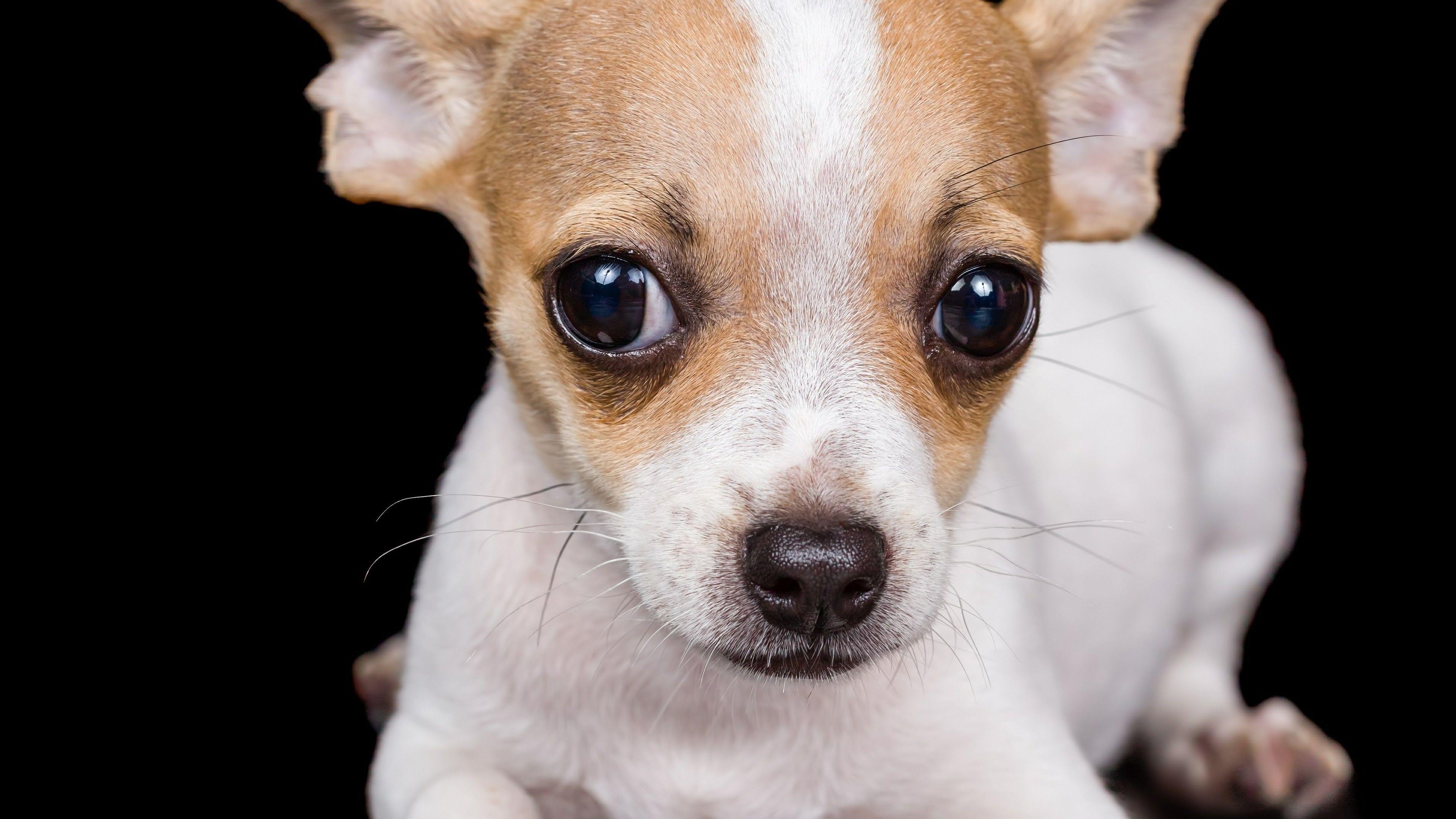 3840x2160 Chihuahua Dogs Wallpaper