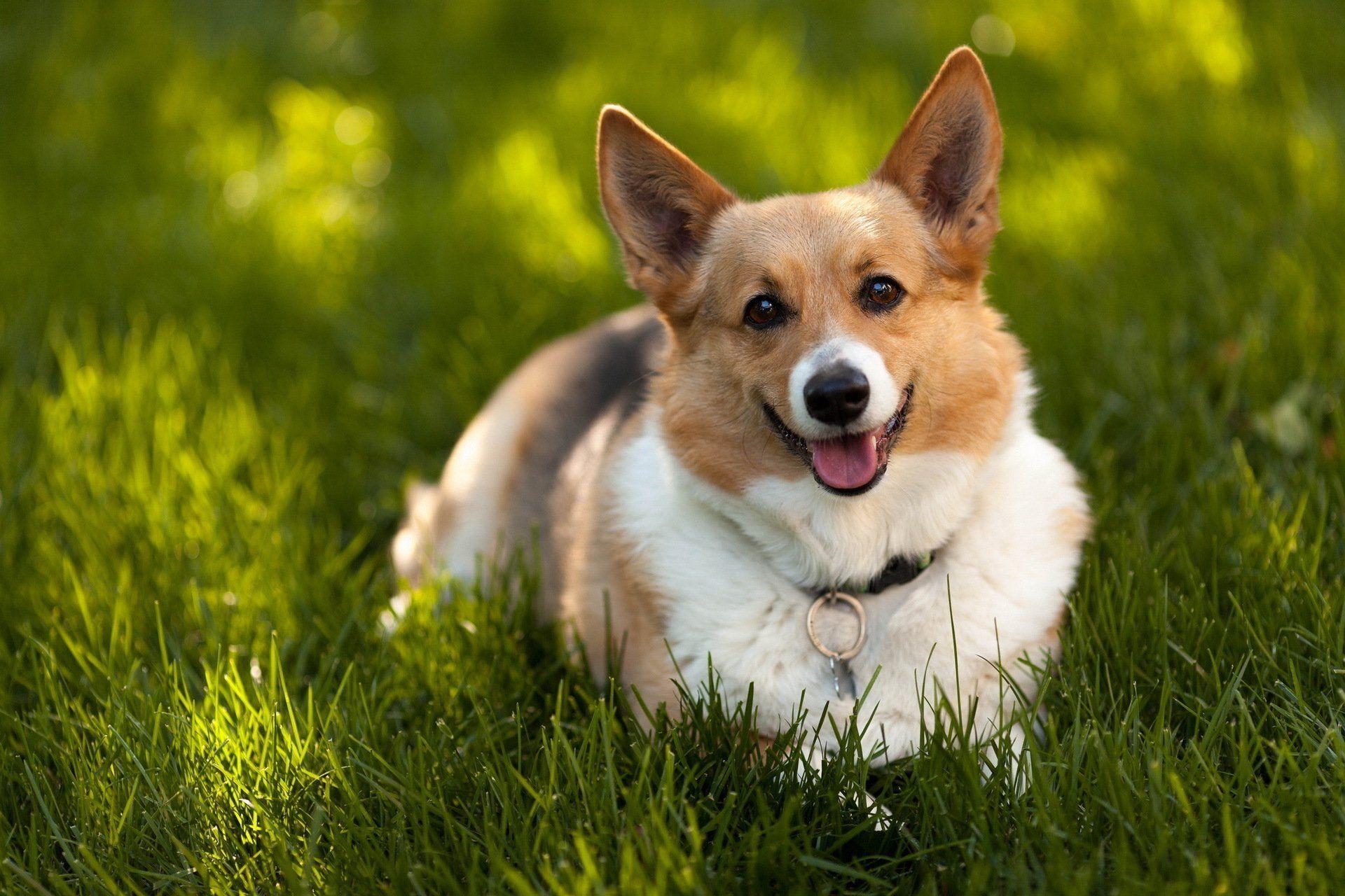 Corgi Wallpapers - Top Free Corgi Backgrounds - WallpaperAccess