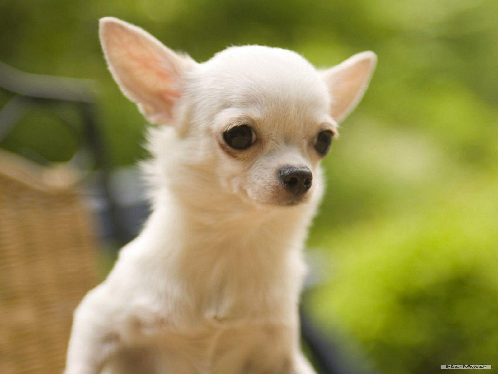 1600x1200 Chihuahua Wallpaper