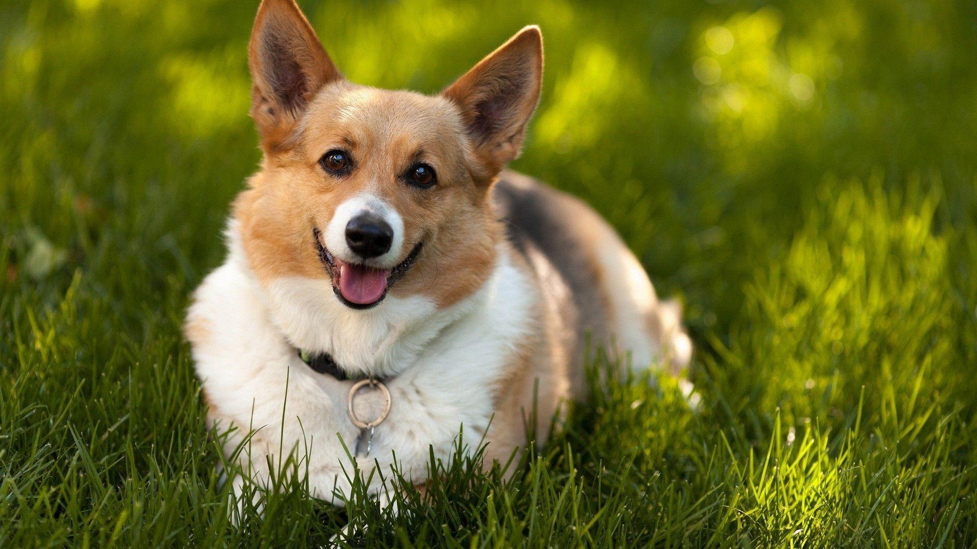 Corgi Wallpapers - Top Free Corgi Backgrounds - WallpaperAccess